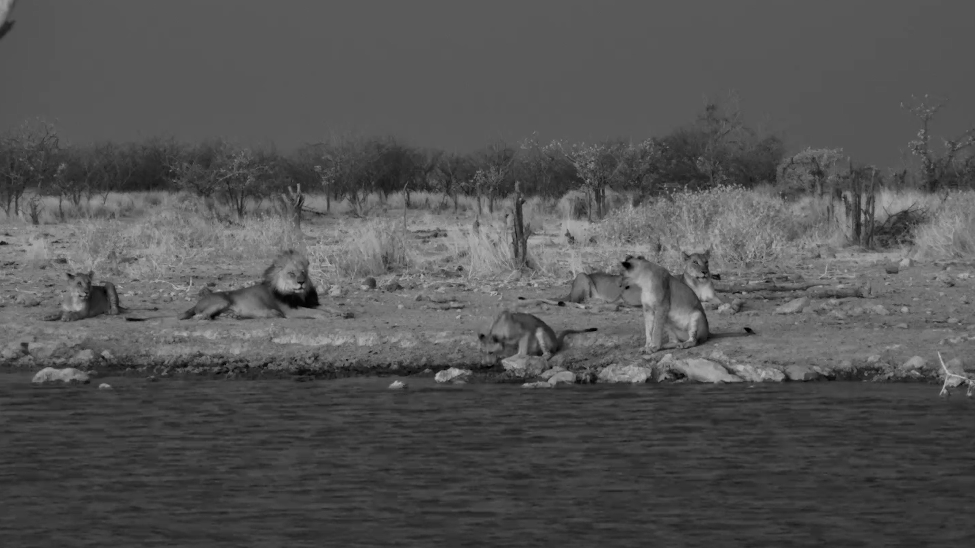Evening Gathering: Lion Pride at Safarihoek Waterhole