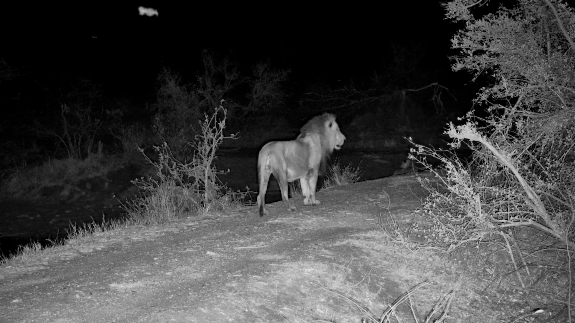 Lions Roam Past Simbavati Waterside