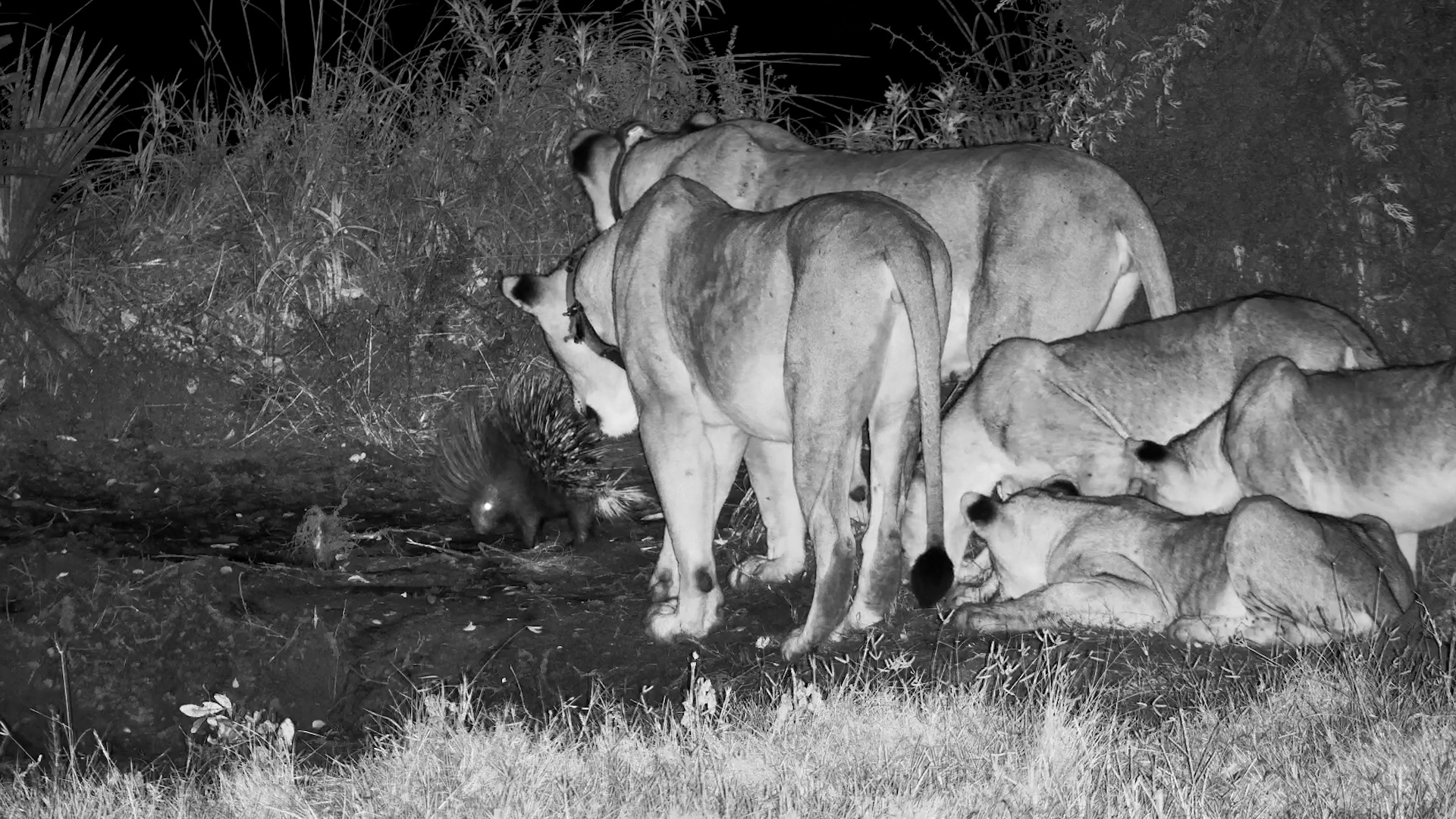 Bravery Comes in Small Package