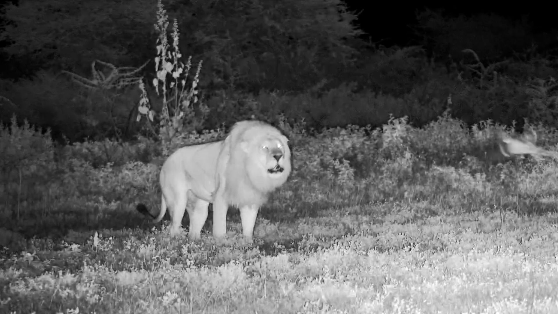 Lion Roars & Marks Territory