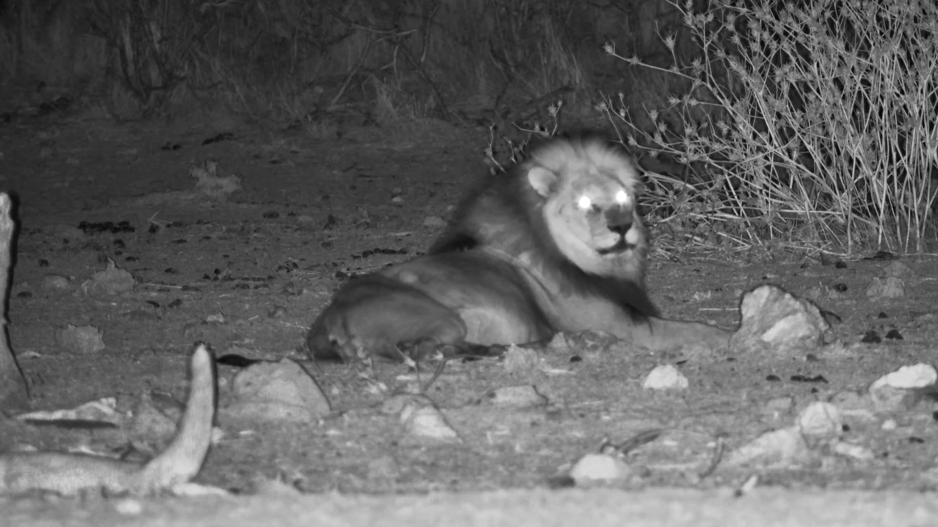 Morning Roar: Lion Claims the Dawn