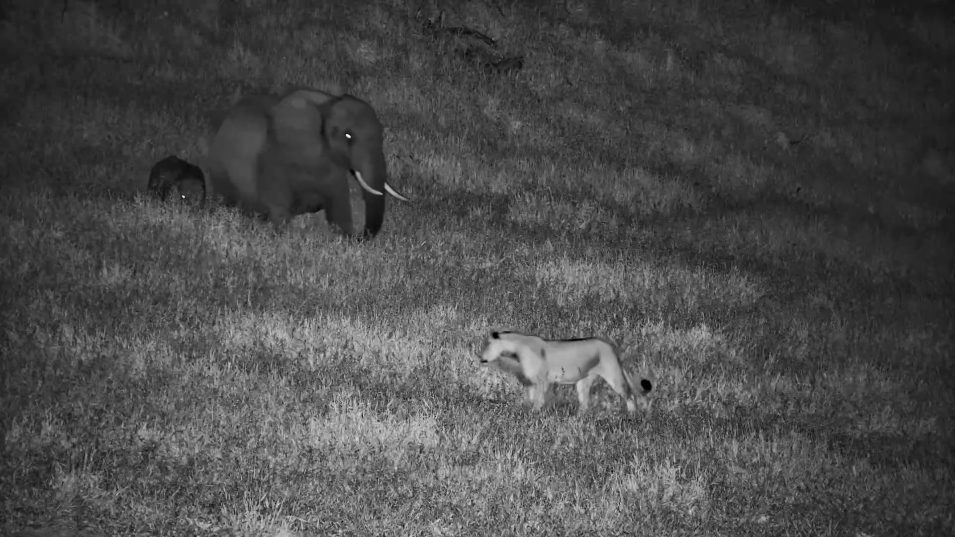 A Lioness Tries to Hide From Elephants!