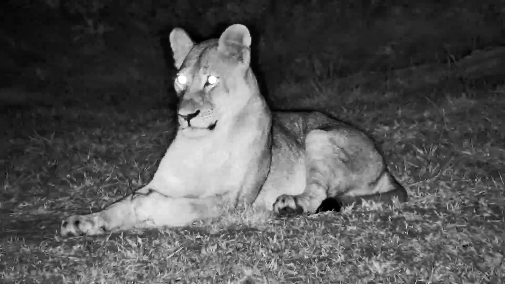 Sleepy Lioness Naps at The Hide