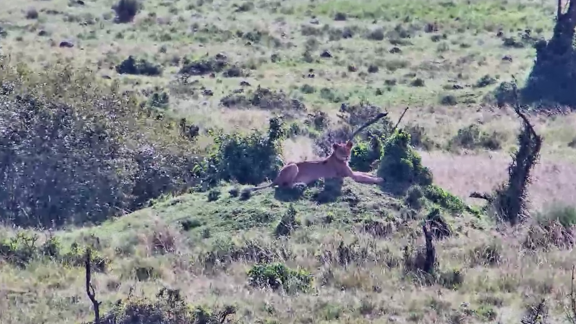 Termite Mound Became a Lion Throne