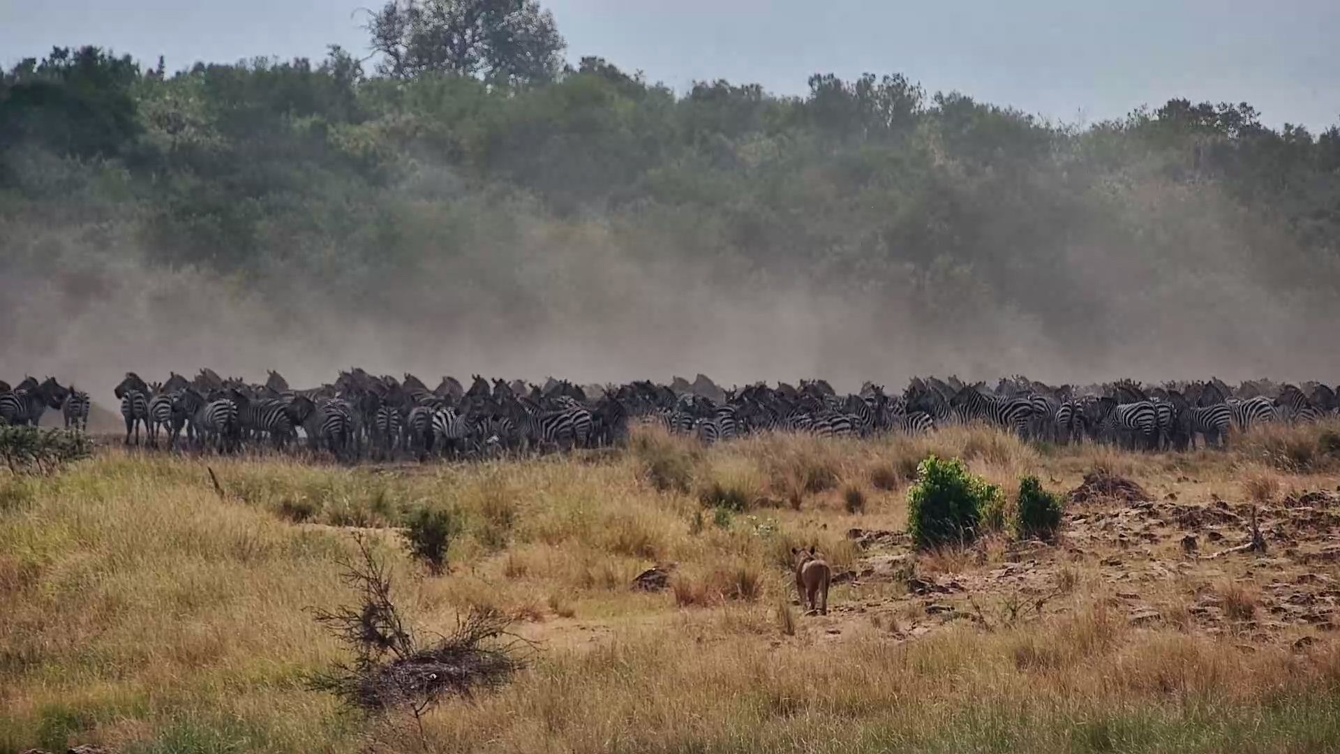 Lioness Misses Her Chance as Zebras Approach the Mara River