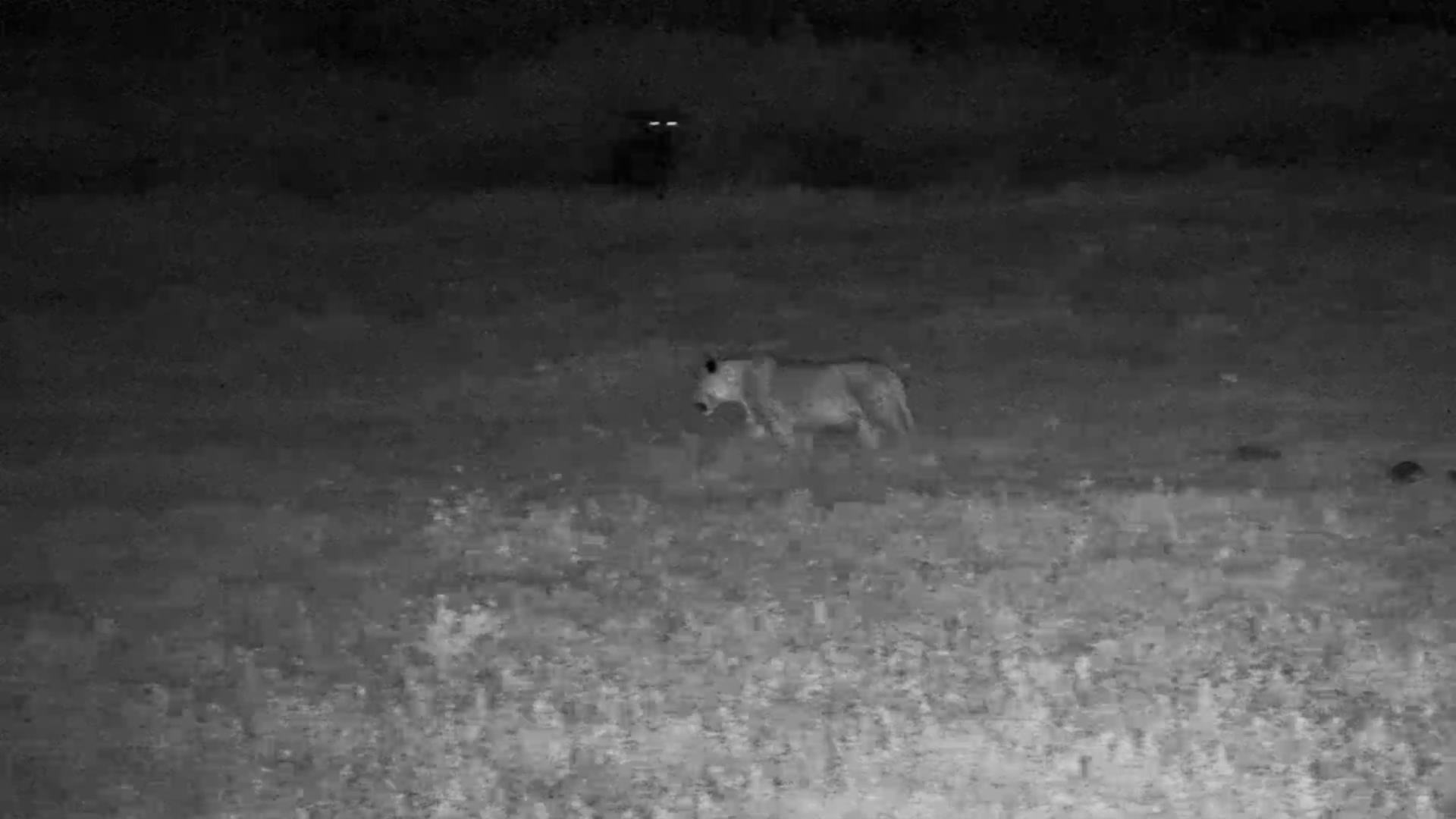 A Lioness Moves Silently Through the African Night