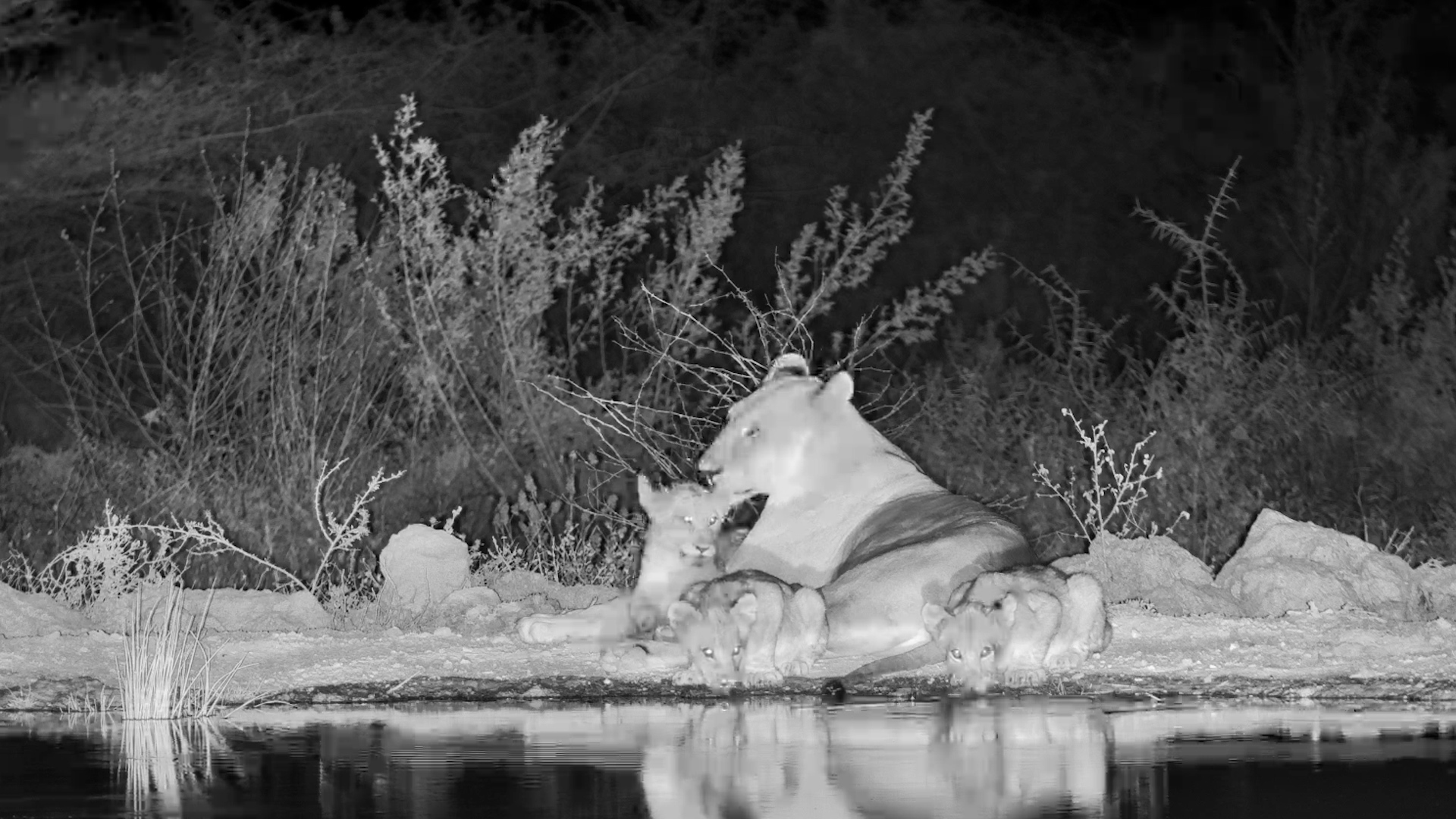 Lionesses & Cubs Relaxing at Night