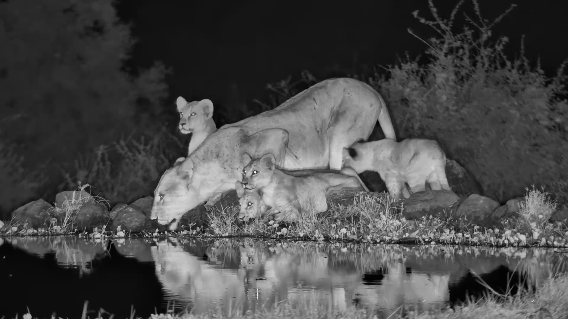 Lioness Brings Cubs for a Drink at Tortilis