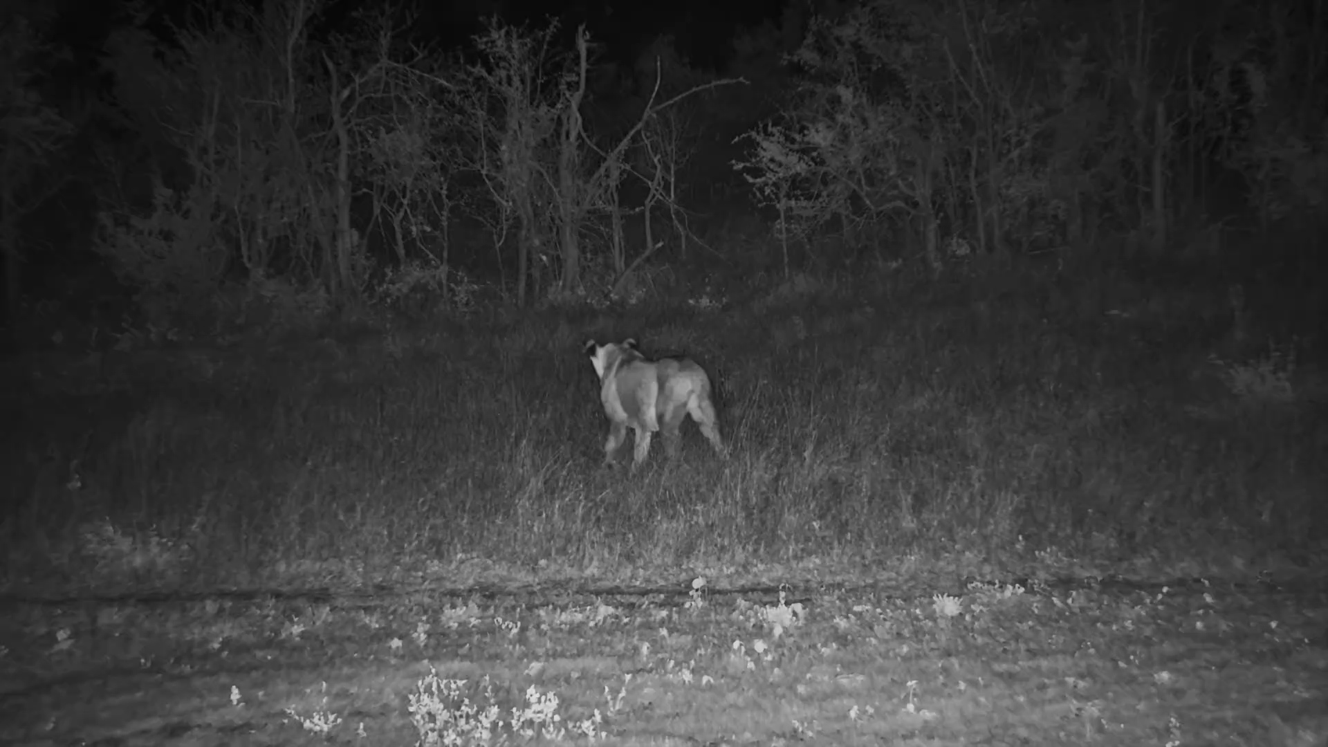 Lioness Drinks, Then Slips into the Night