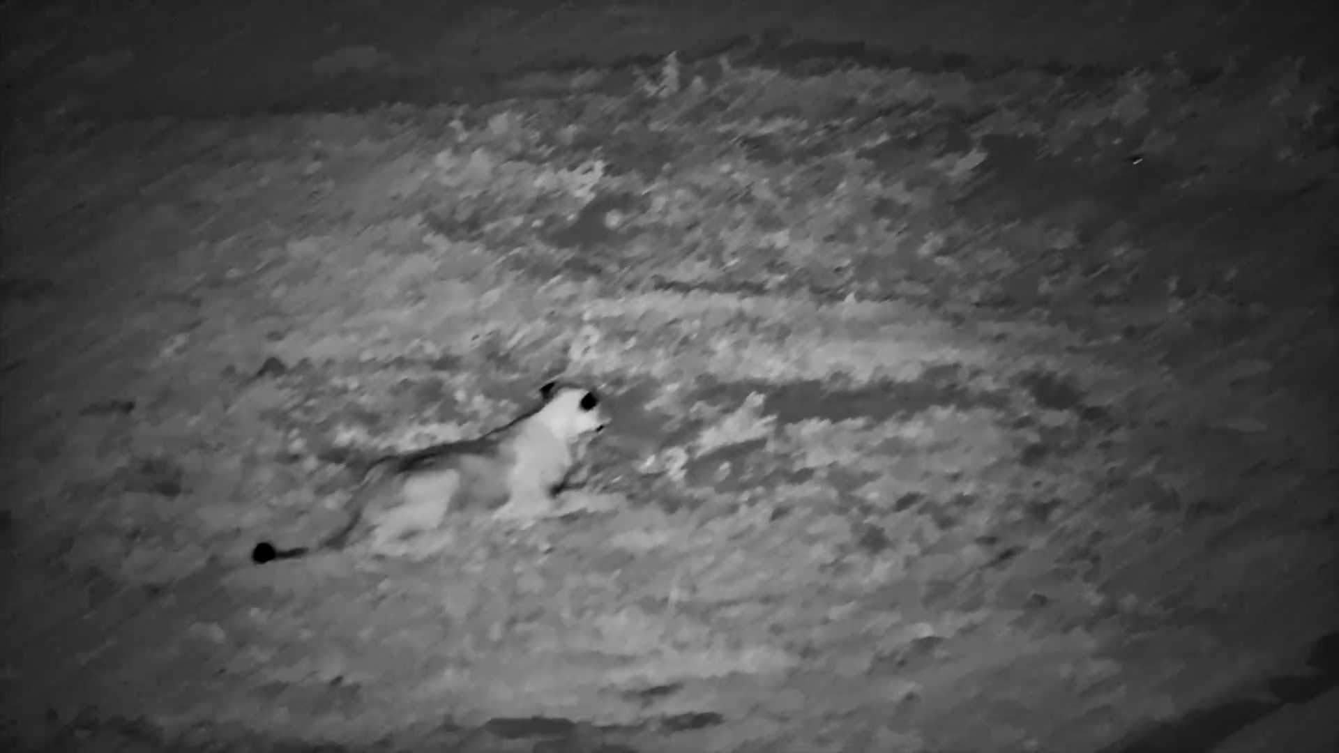 Lone Lioness Hunts Impala in the Dark