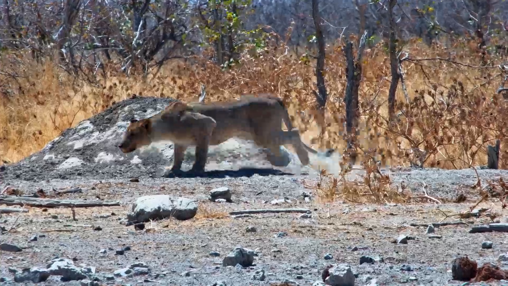 Lone Lioness Hunts Springbok