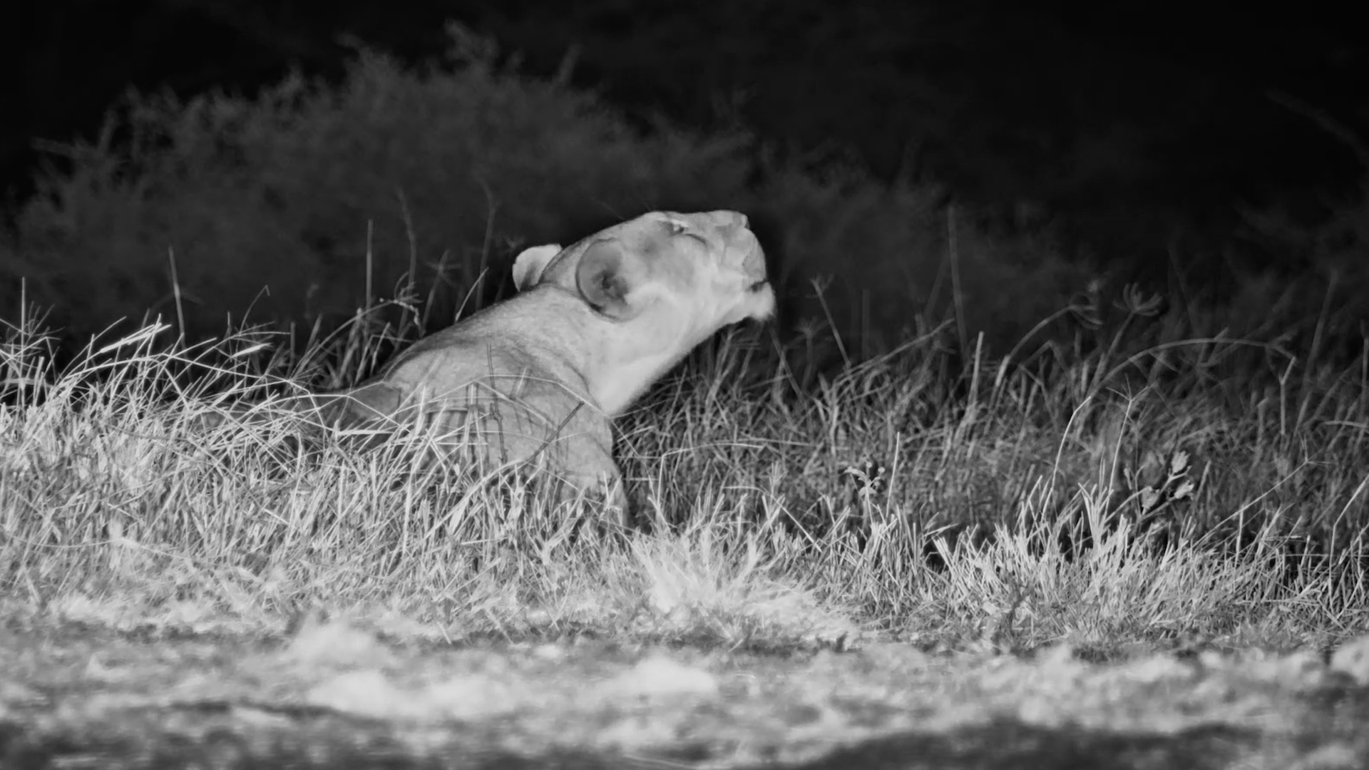 Listen to This Lioness Find Her Voice