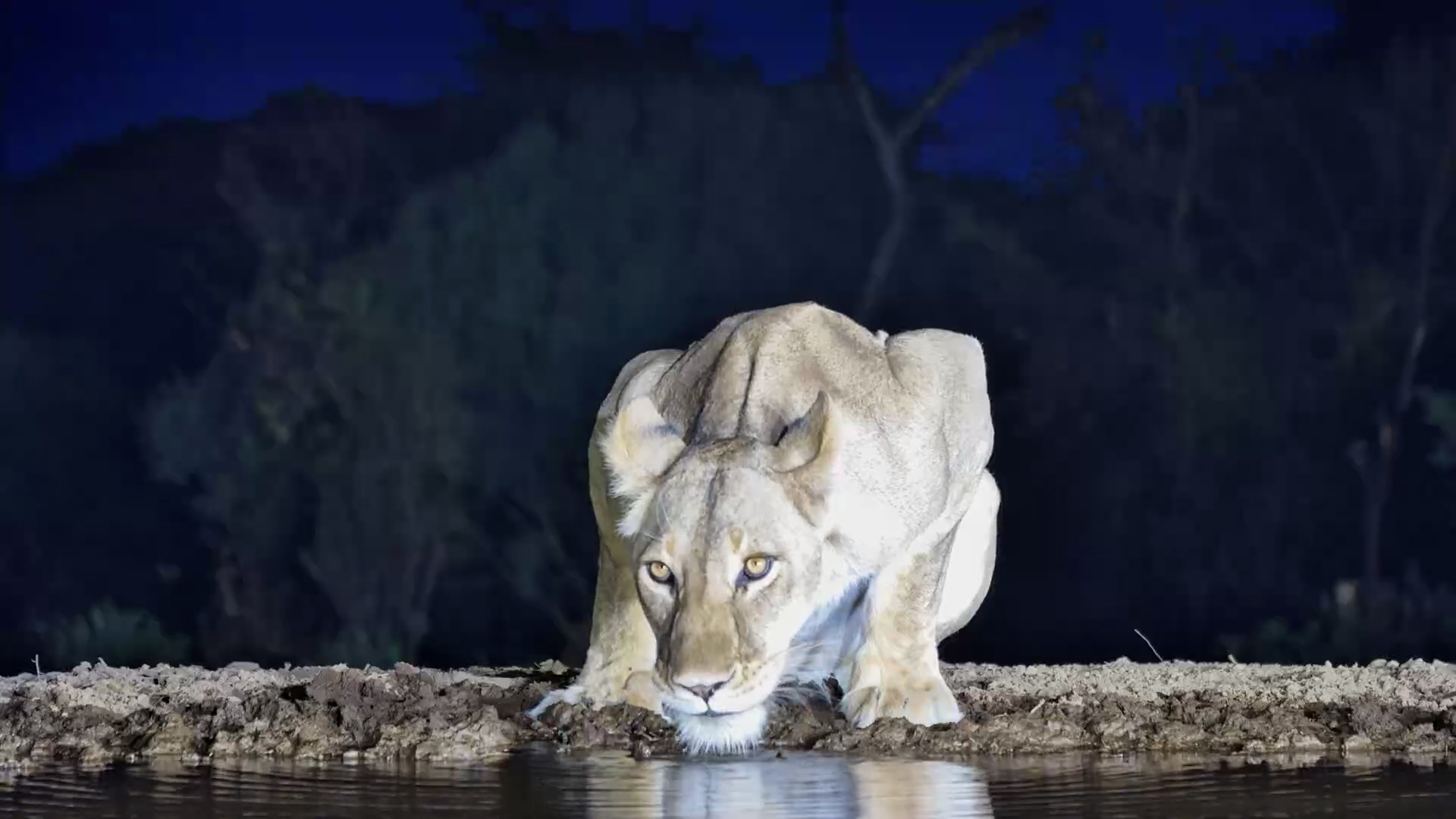 A Lioness and the Last Calm