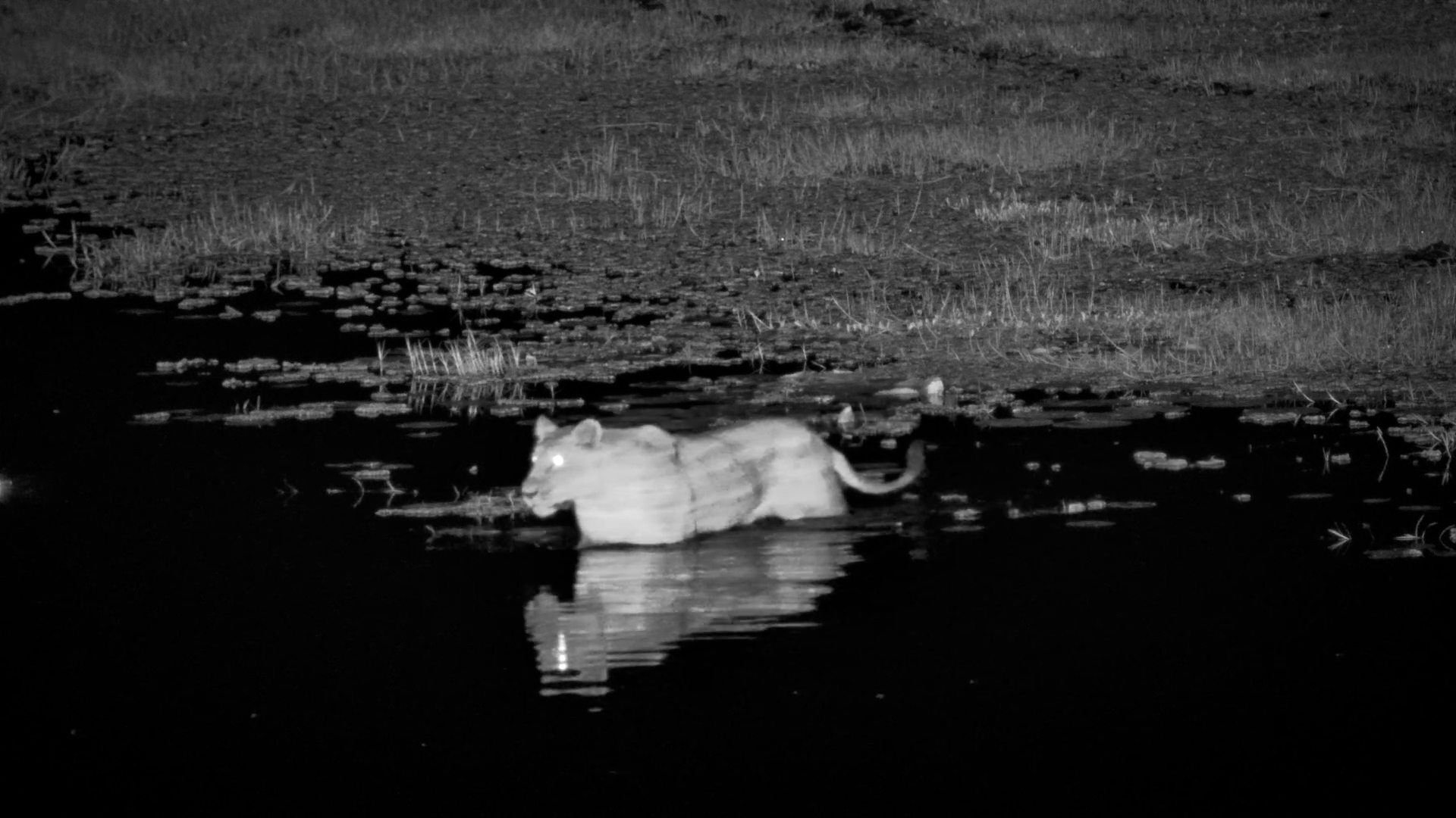 Lioness Braves the Water - Crocodile Follows Behind!