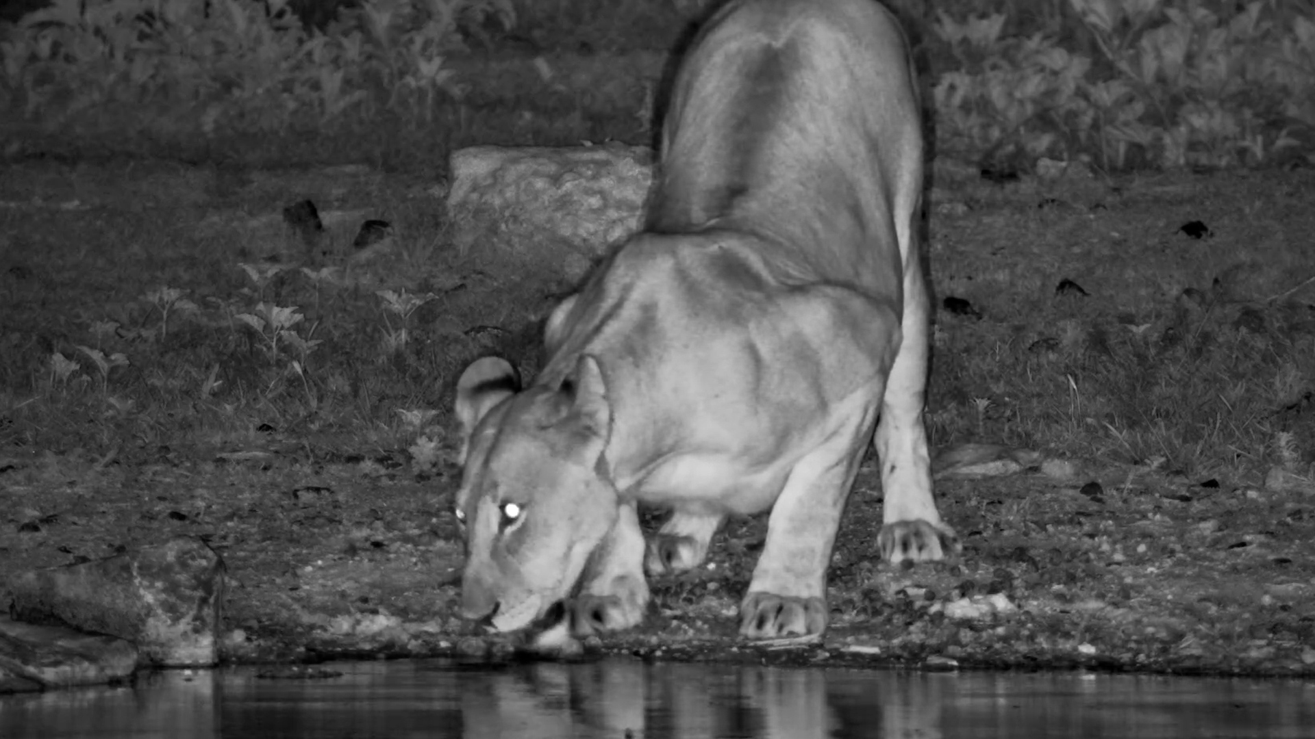 Moonlight and Majesty: Lioness at Safarihoek