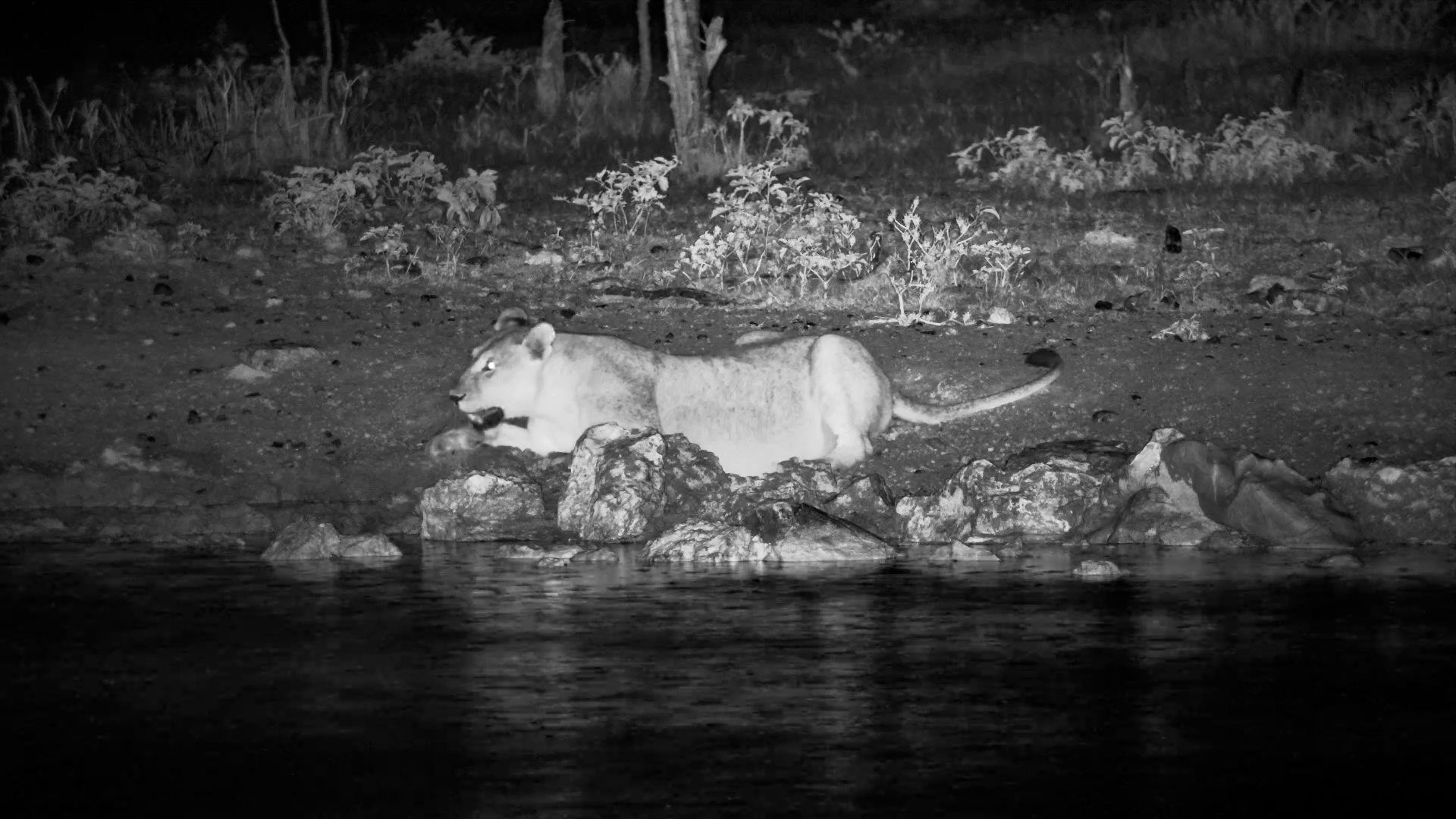 A Lone Lioness on a Stormy Night