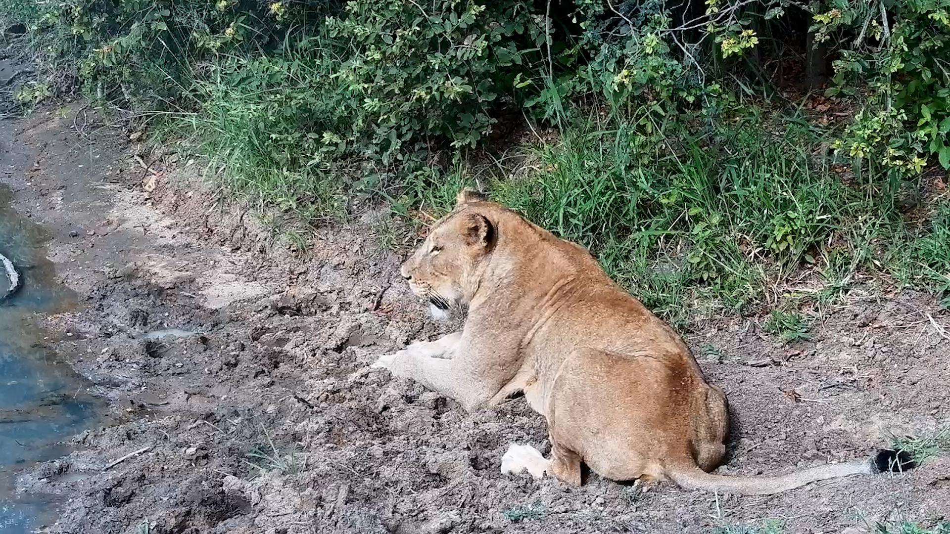 Lioness Lounges by the Waterhole