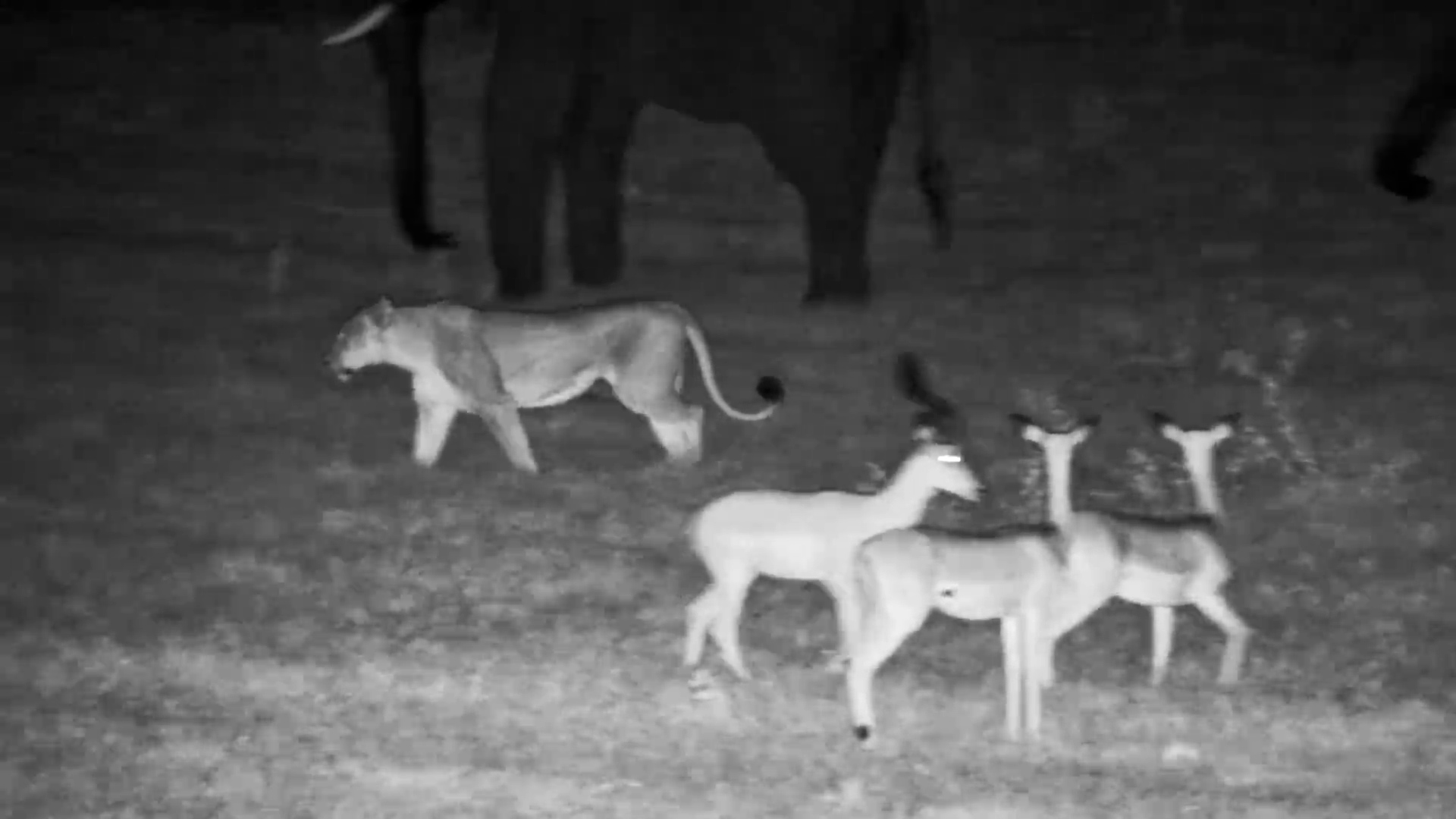 Silent Hunter… Until the Bush Betrays Her