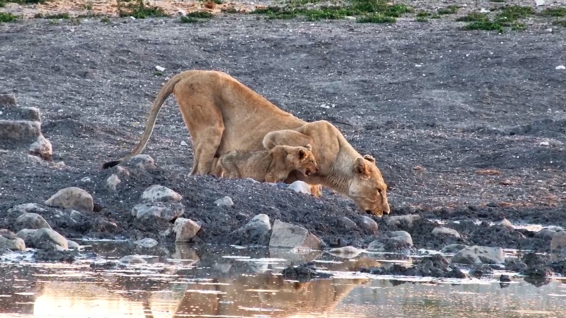 Lioness Leads Her Three Cubs to Drink at Tau