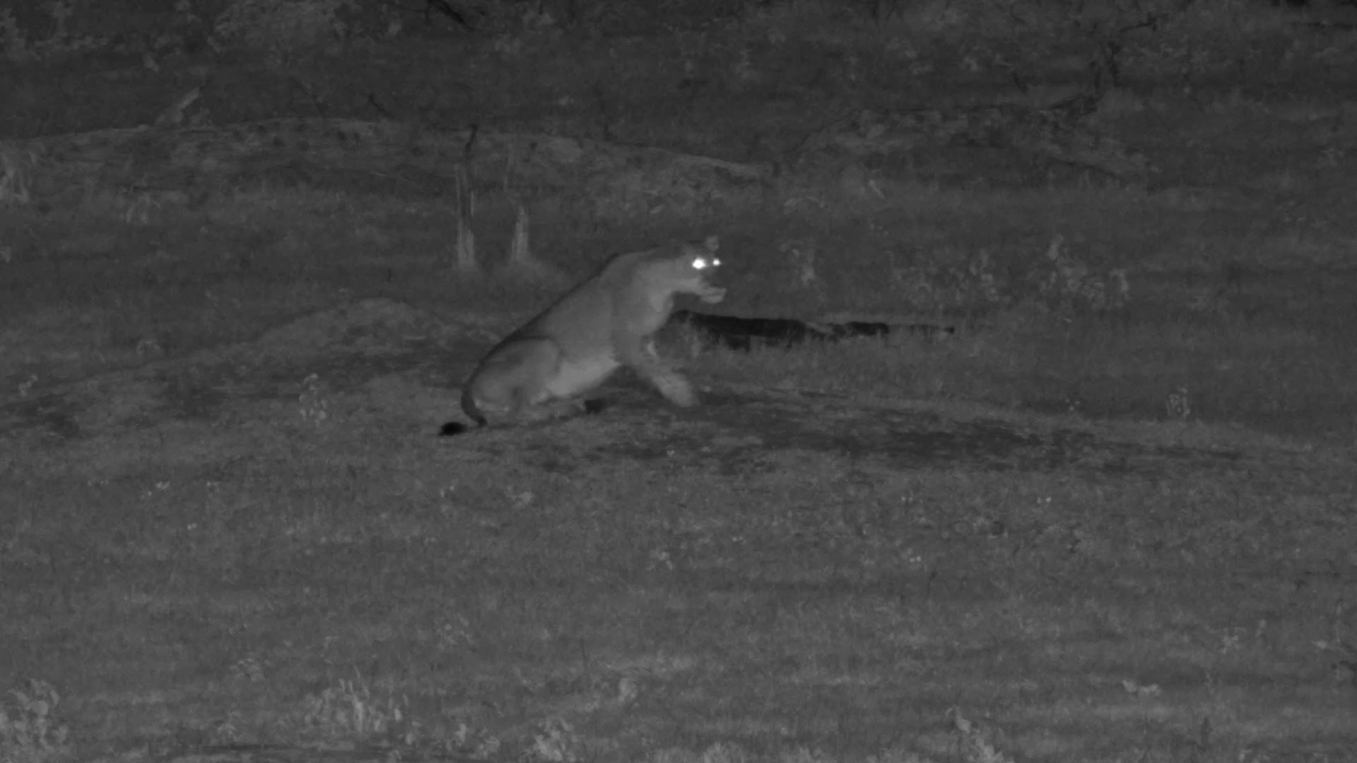 Bloom After Dark: Lone Lioness Roams Hwange