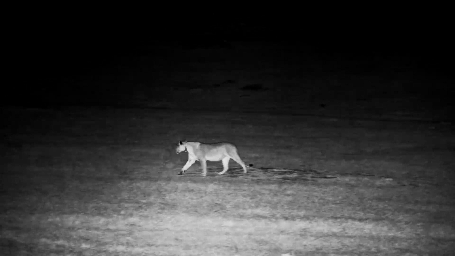 Lioness Slips Through Hwange After Dark