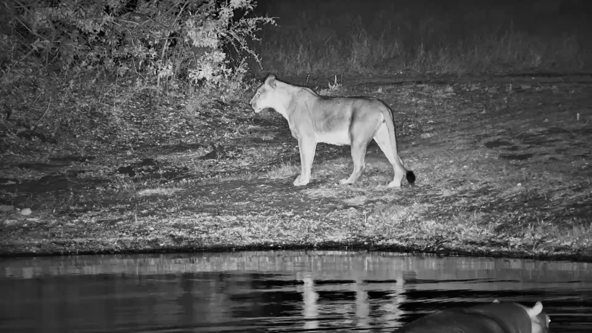Lone Lioness at Roy’s Dam