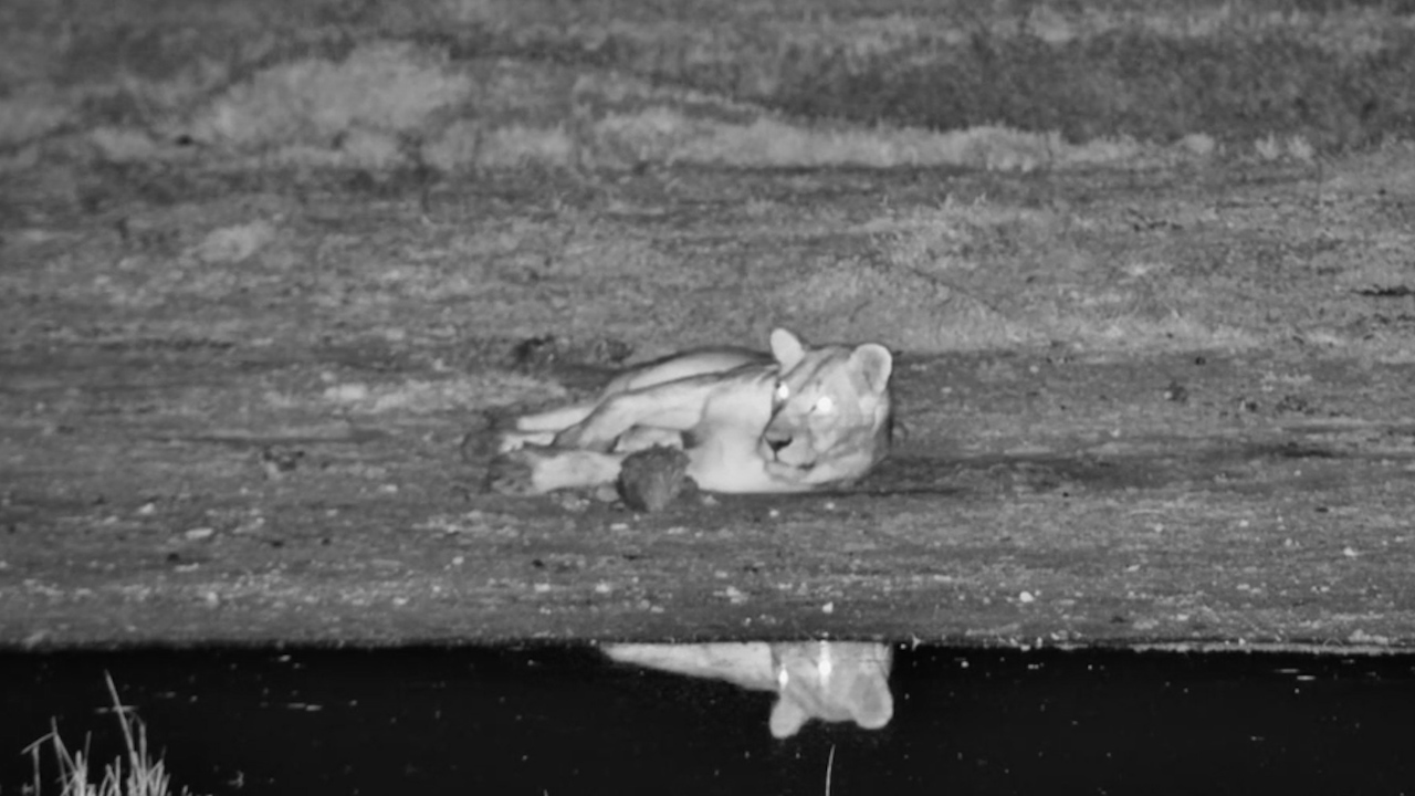 What Was This Lioness Rolling In?
