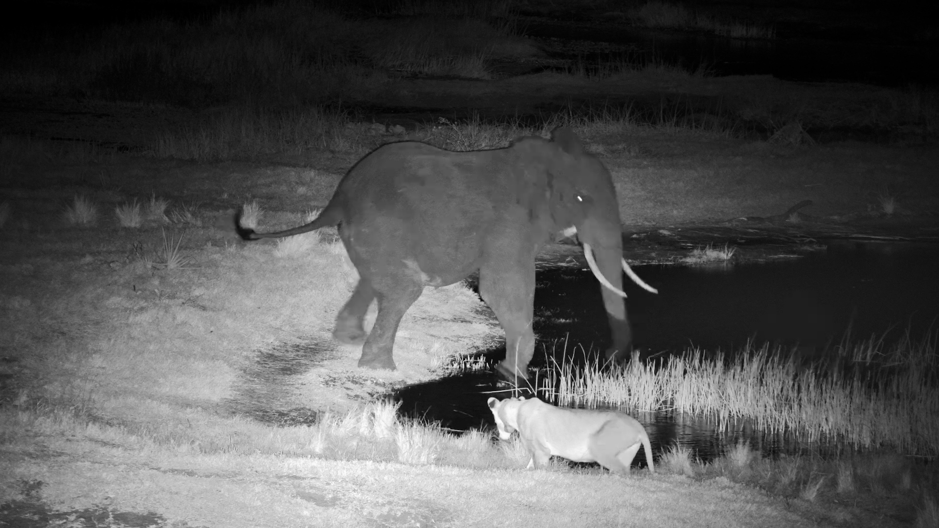 Elephant and Lioness Startle Each Other