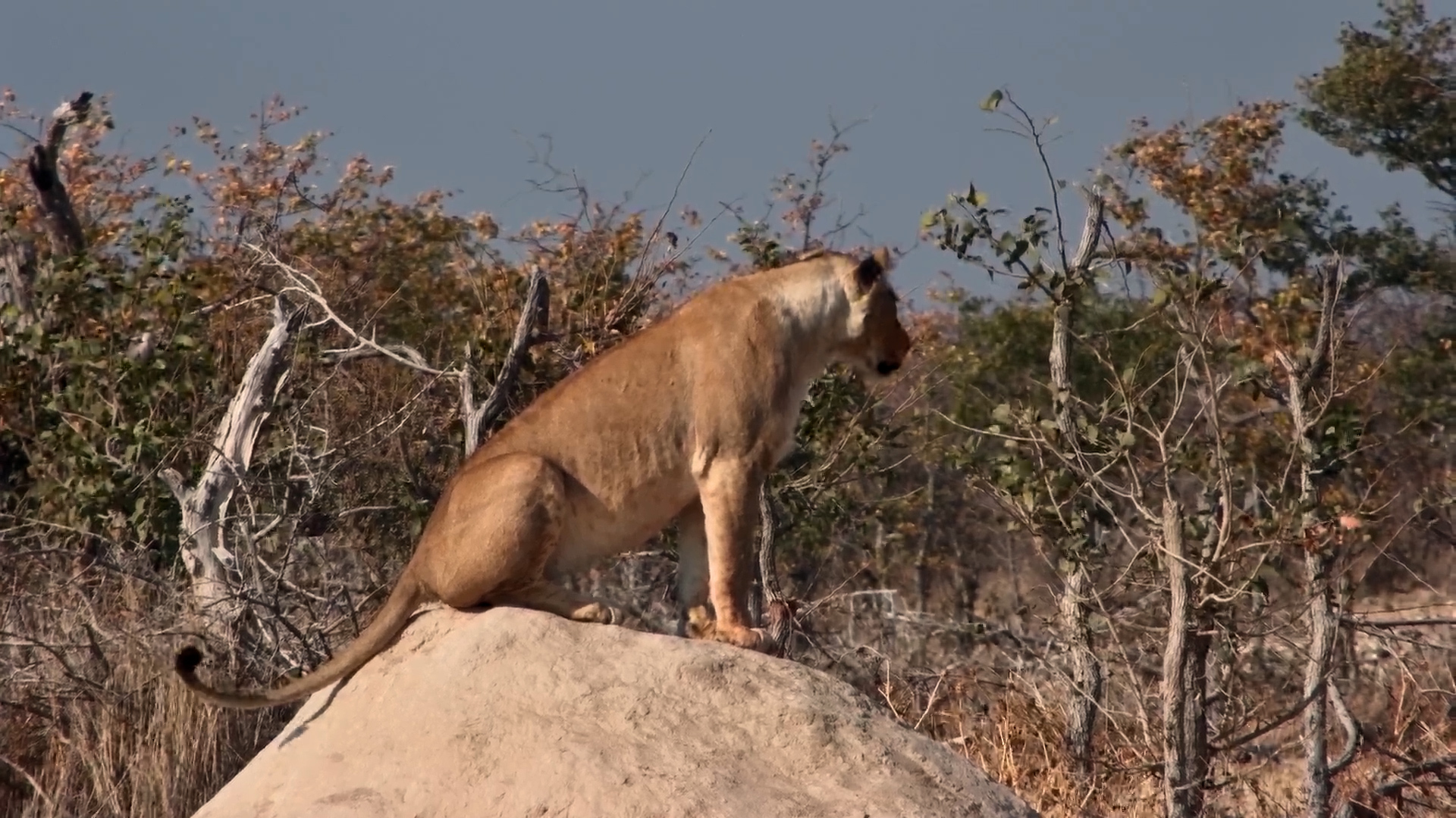 A Lioness Surveys the Wild