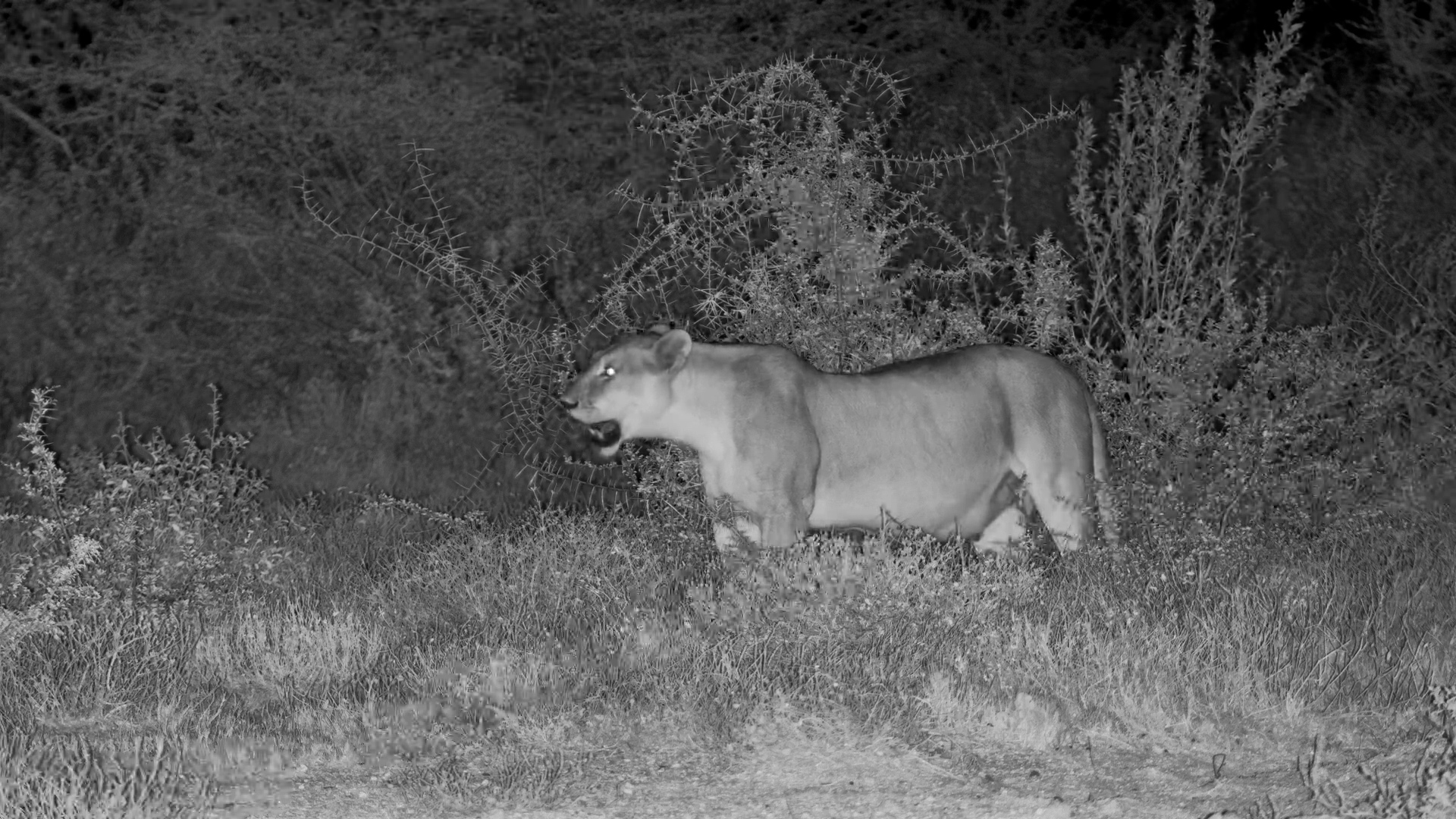 Lionesses Explore Onguma Waterhole