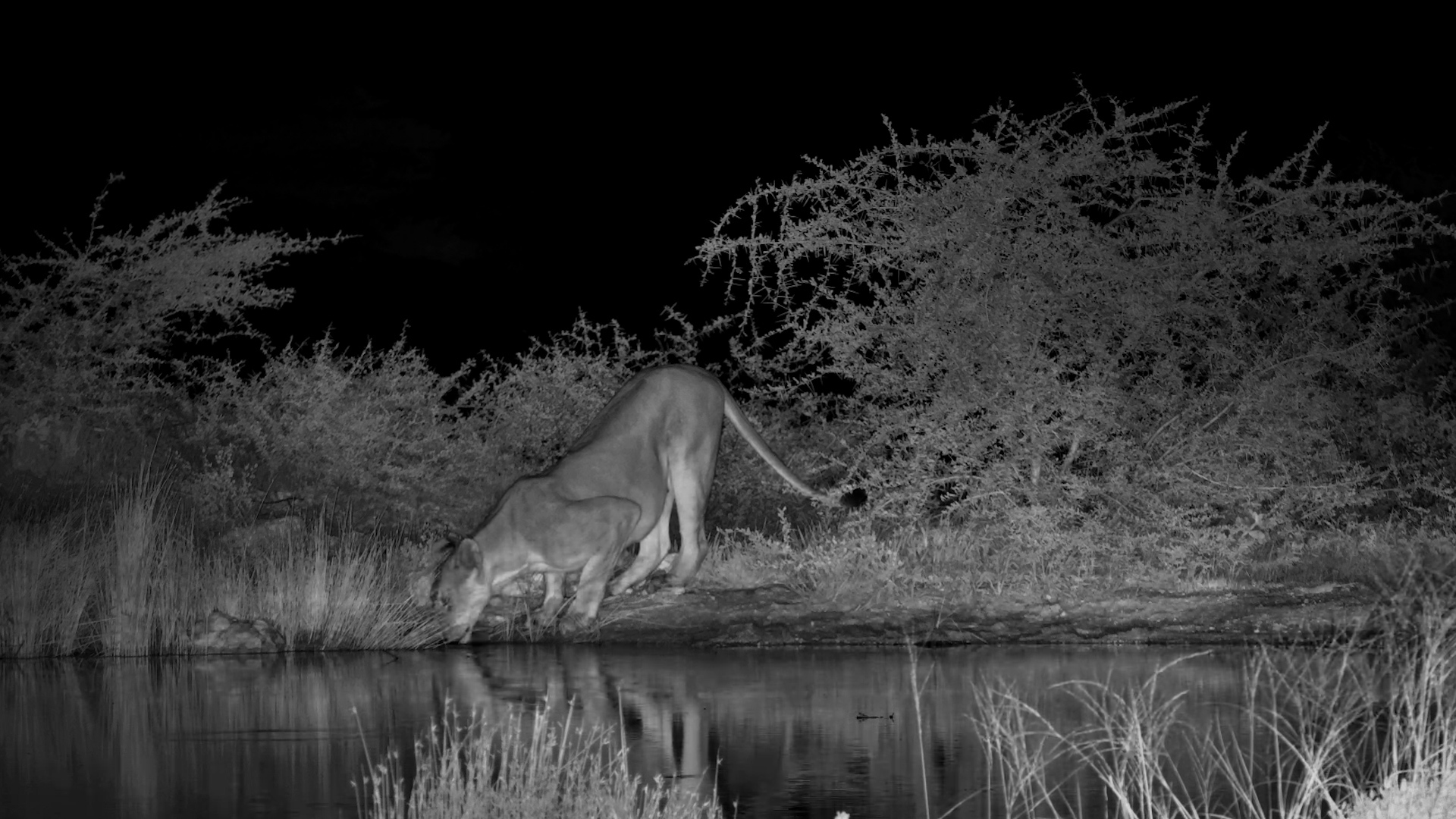 Midnight Sip: Lioness on the Prowl