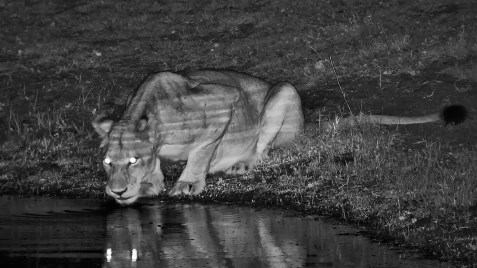 Silent Hunter Stops for a Sip at Roy’s Dam