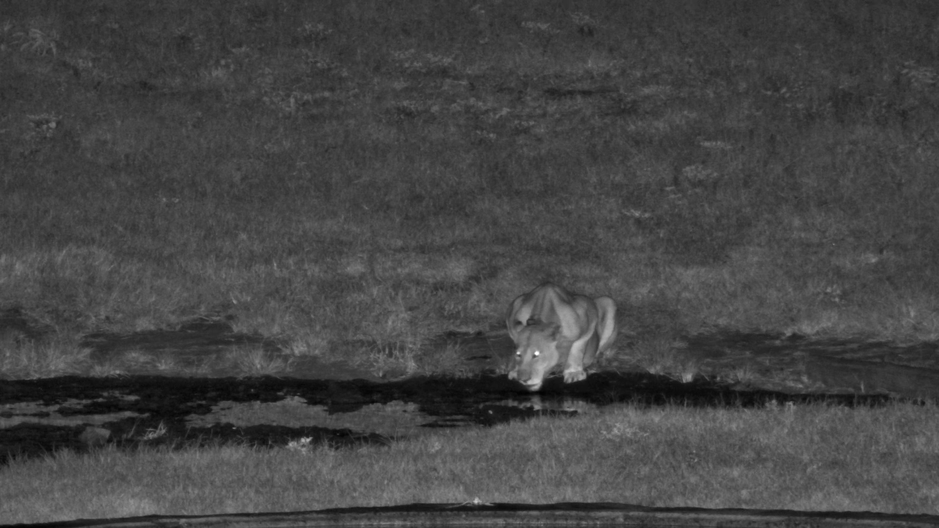 A Quick Visit from a Lone Lioness