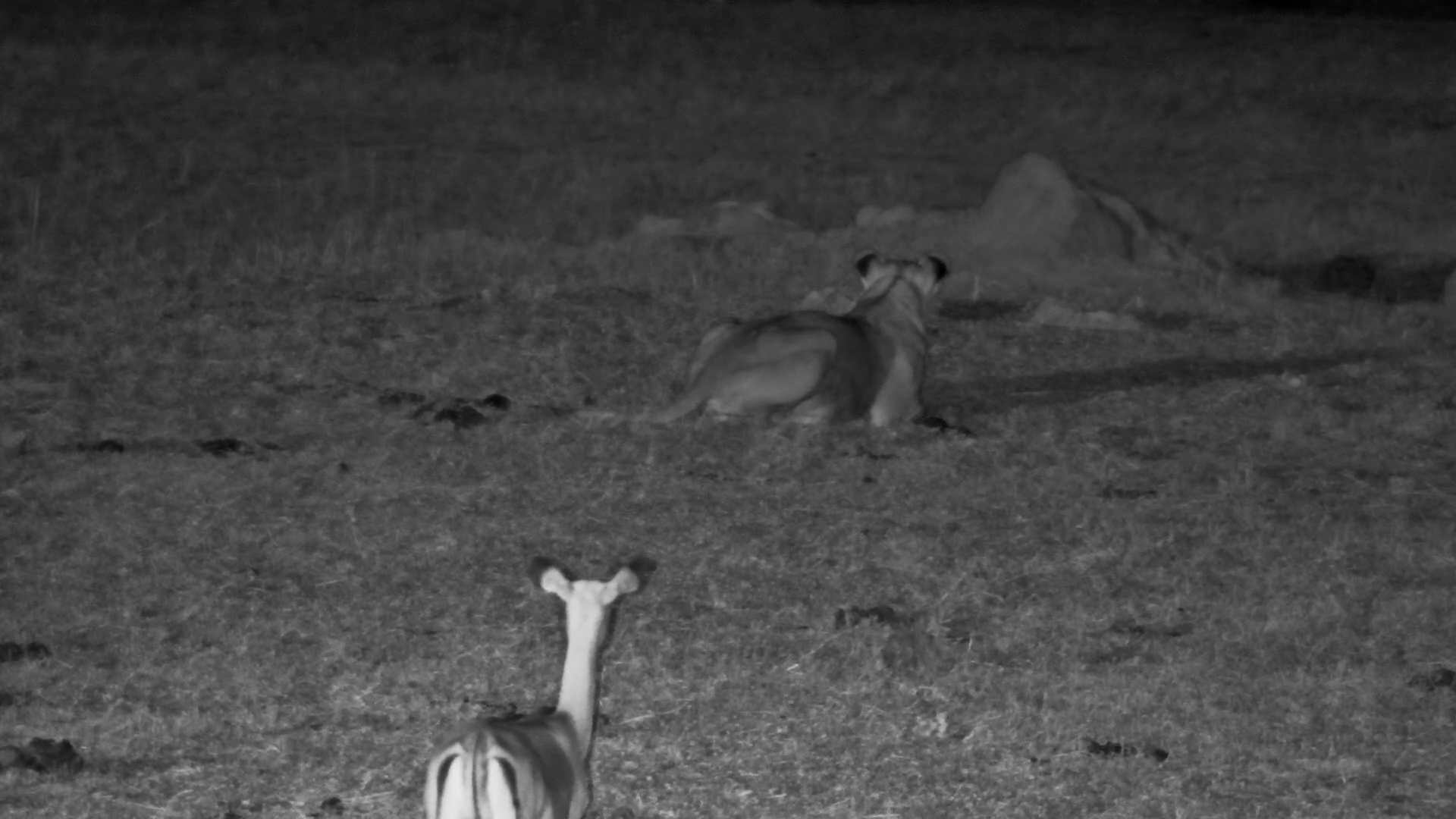 Lone Lioness with Old Snare Wound Hunts at Hwange