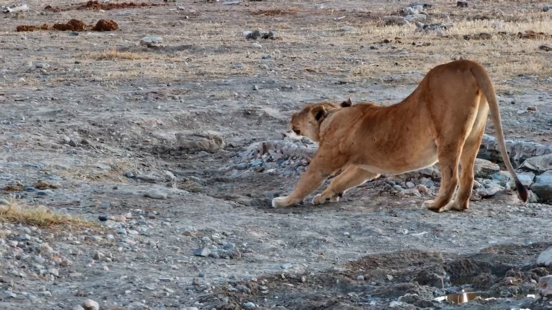 Lioness Drinks in the Early Morning