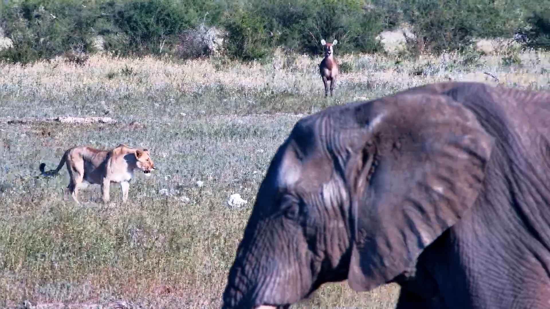 Lone Lioness Walks the Plains - Who Notices?