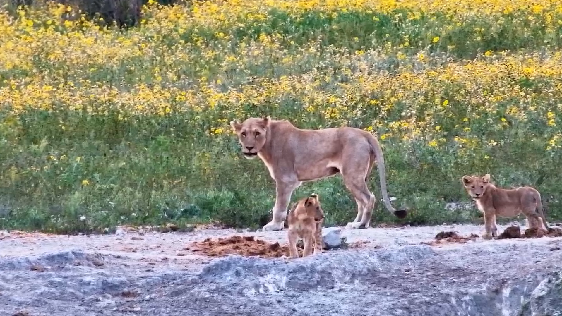 Against the Odds! Injured Lioness with Two Cubs