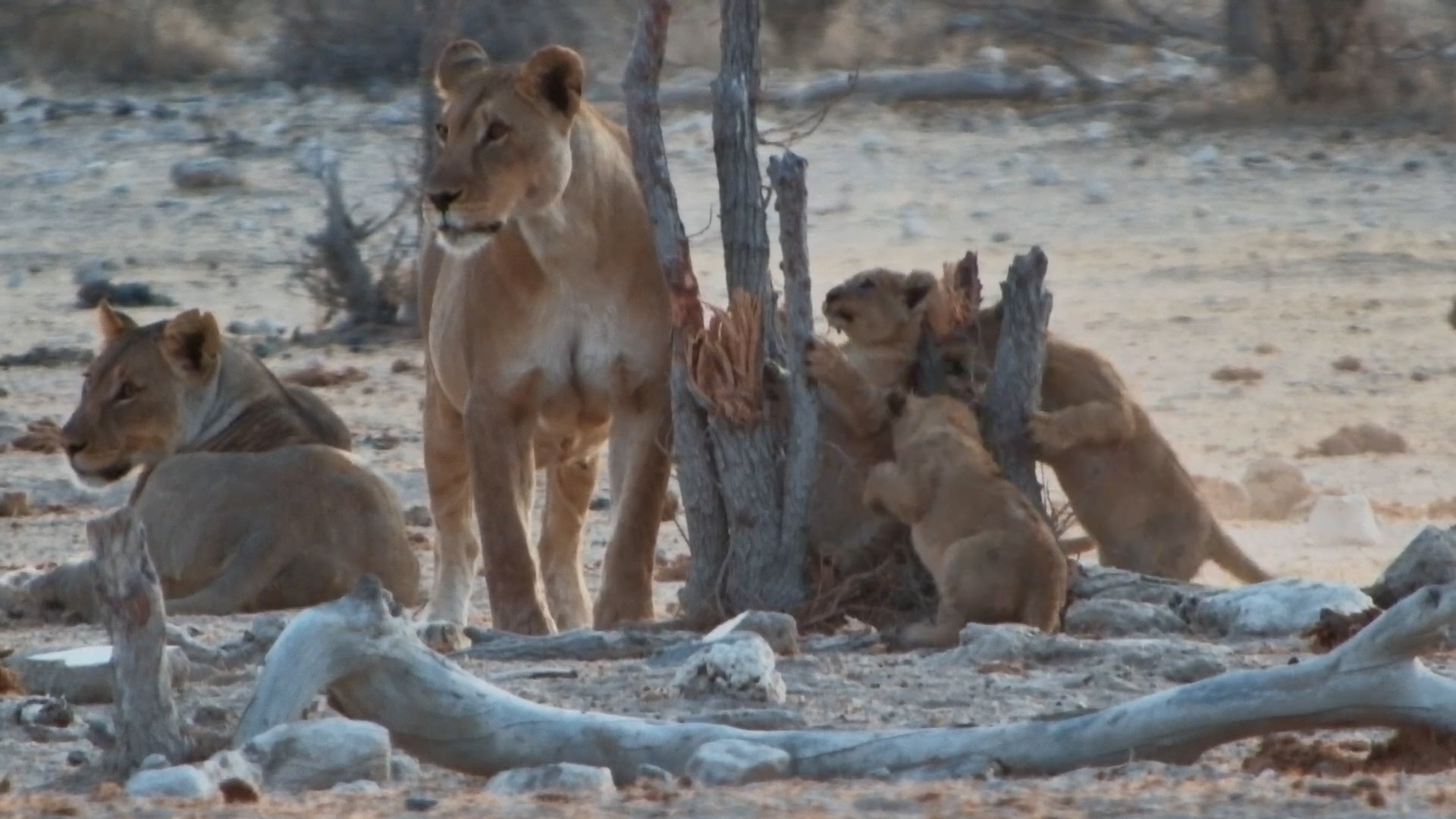 Tiny Lion Cubs Explore the Waterhole With Mum!