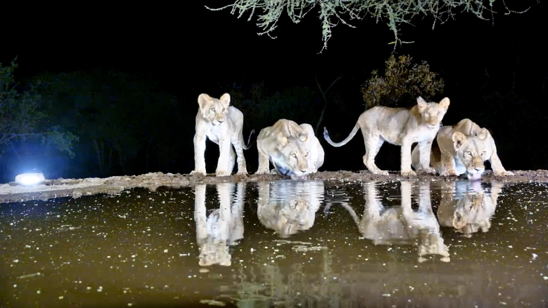 Family Time: Lioness and Cubs Quench Their Thirst