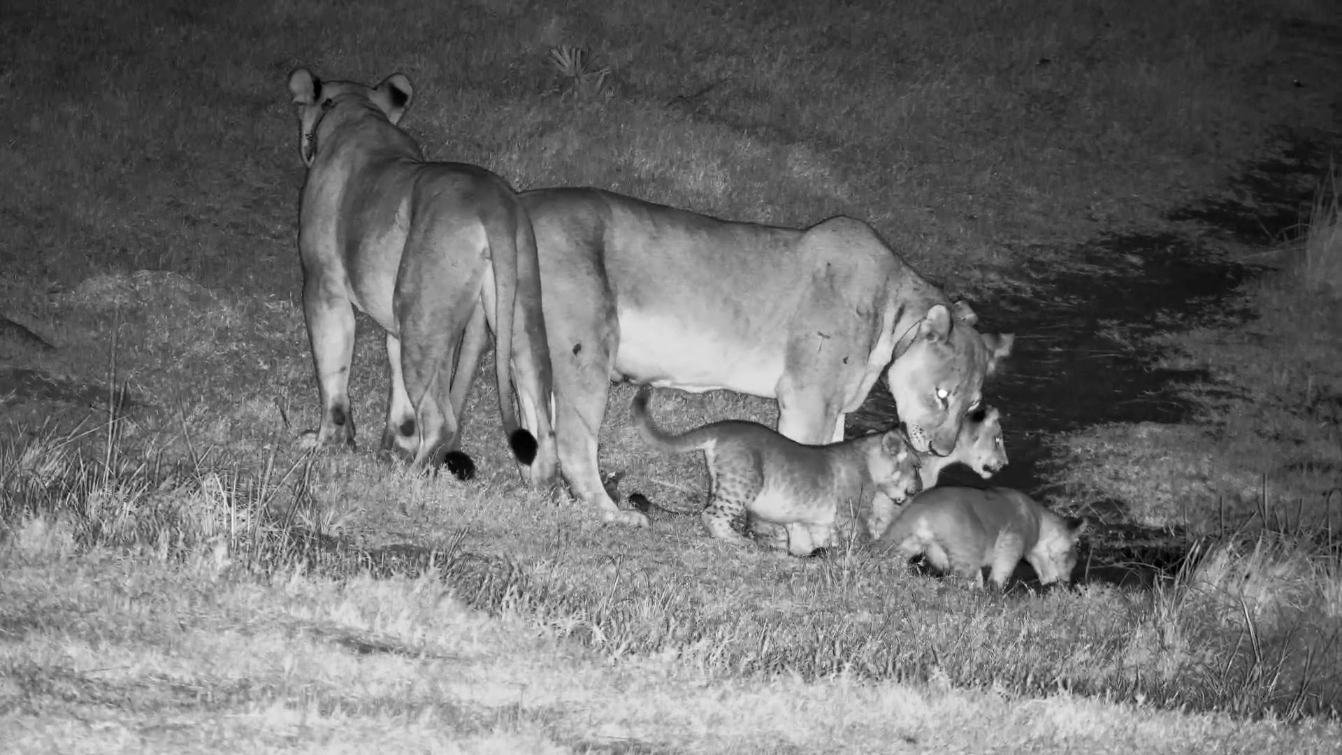 Lion Cub Adventures at Tembe Waterhole