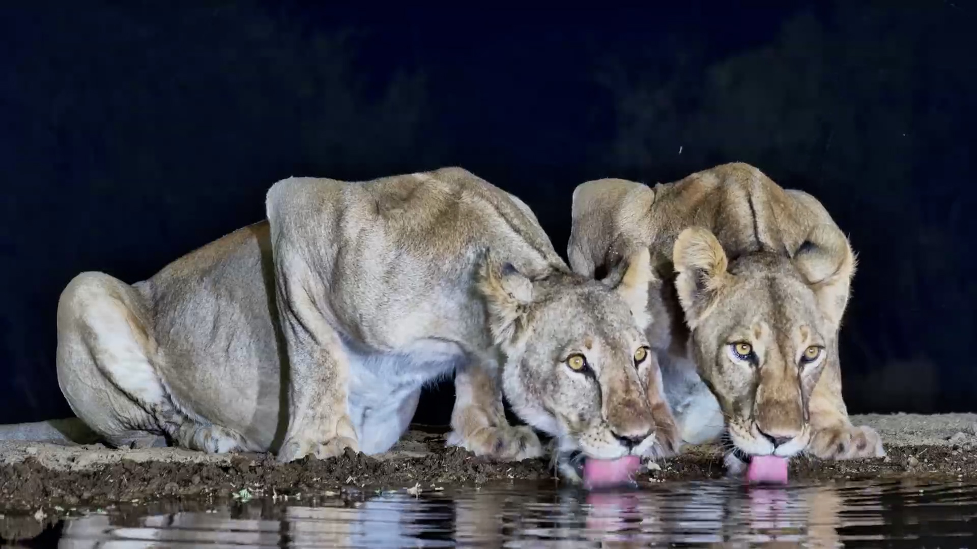 A Beautiful Evening With Two Lionesses