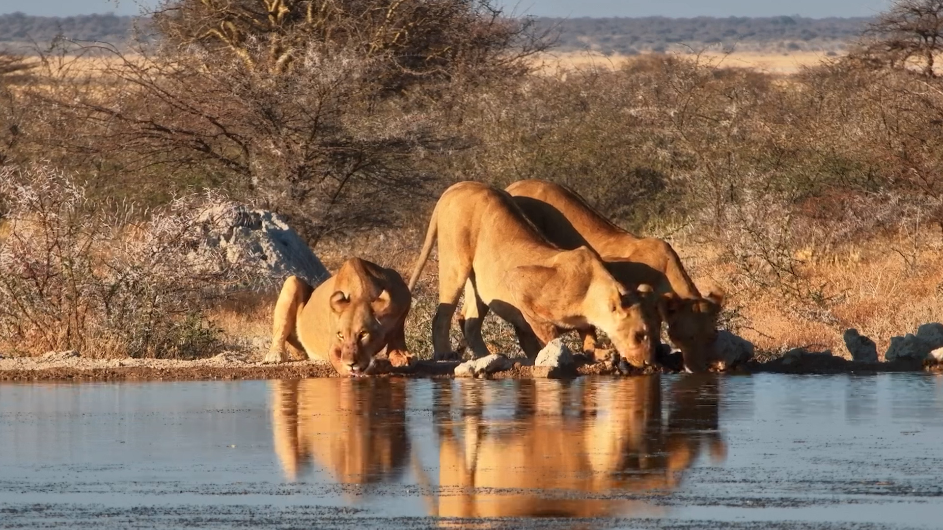 Lionesses Enjoy an Afternoon Drink