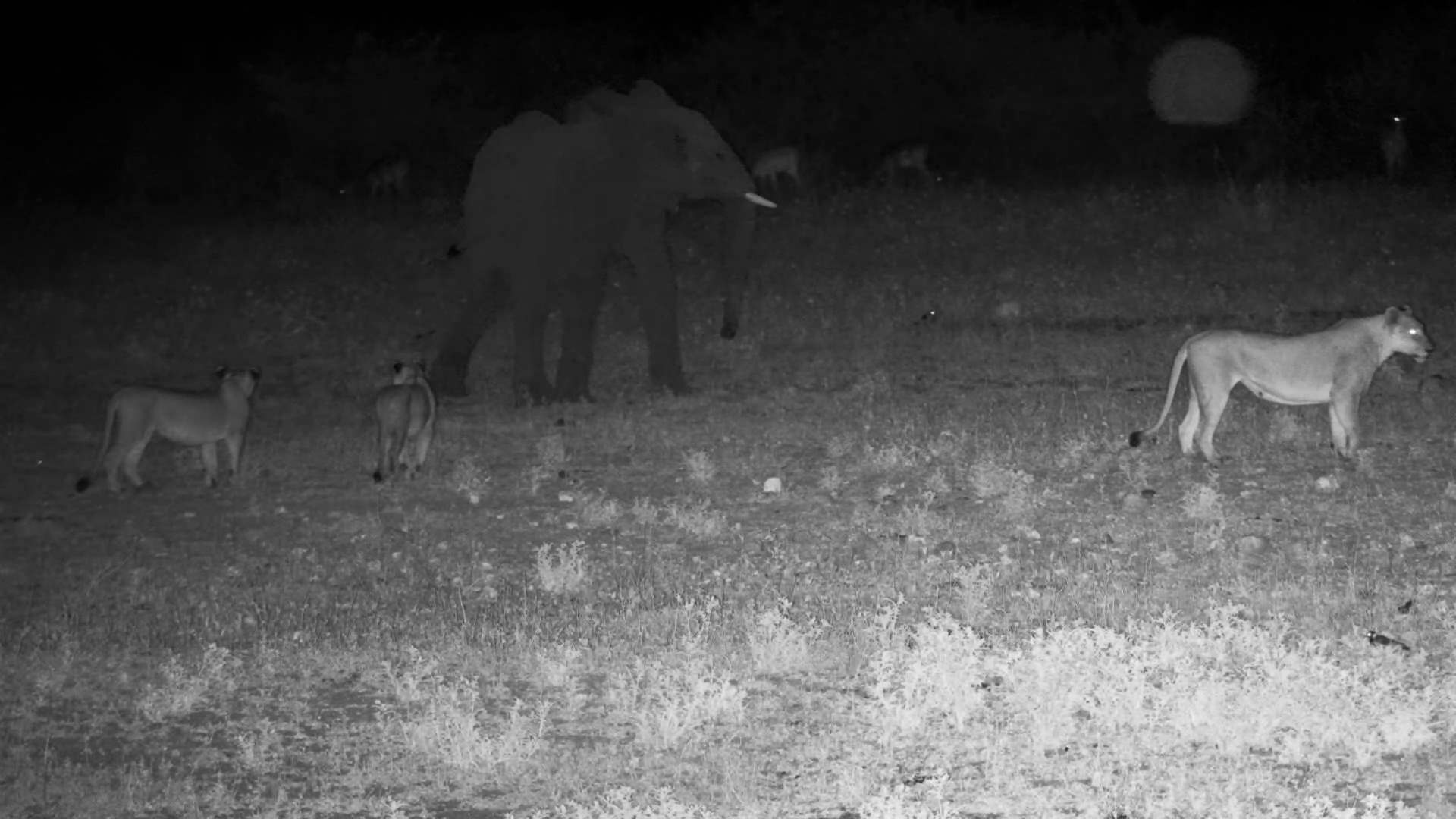 Lioness with Cubs Meets Grumpy Elephant at Tau