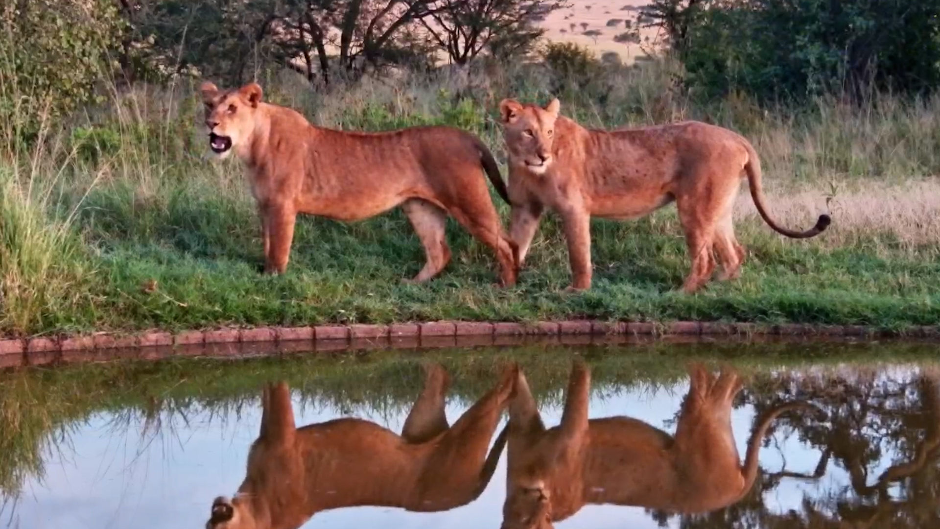 Lions Slip Past the Waterhole