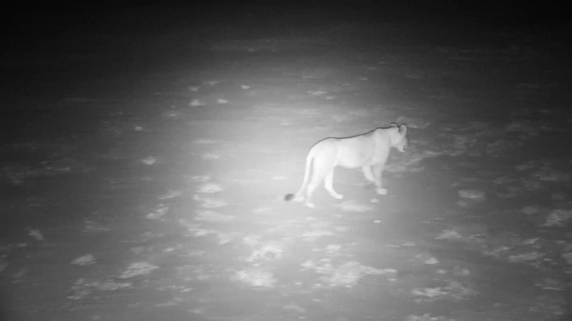 Lionesses on the Move at Twin Pan