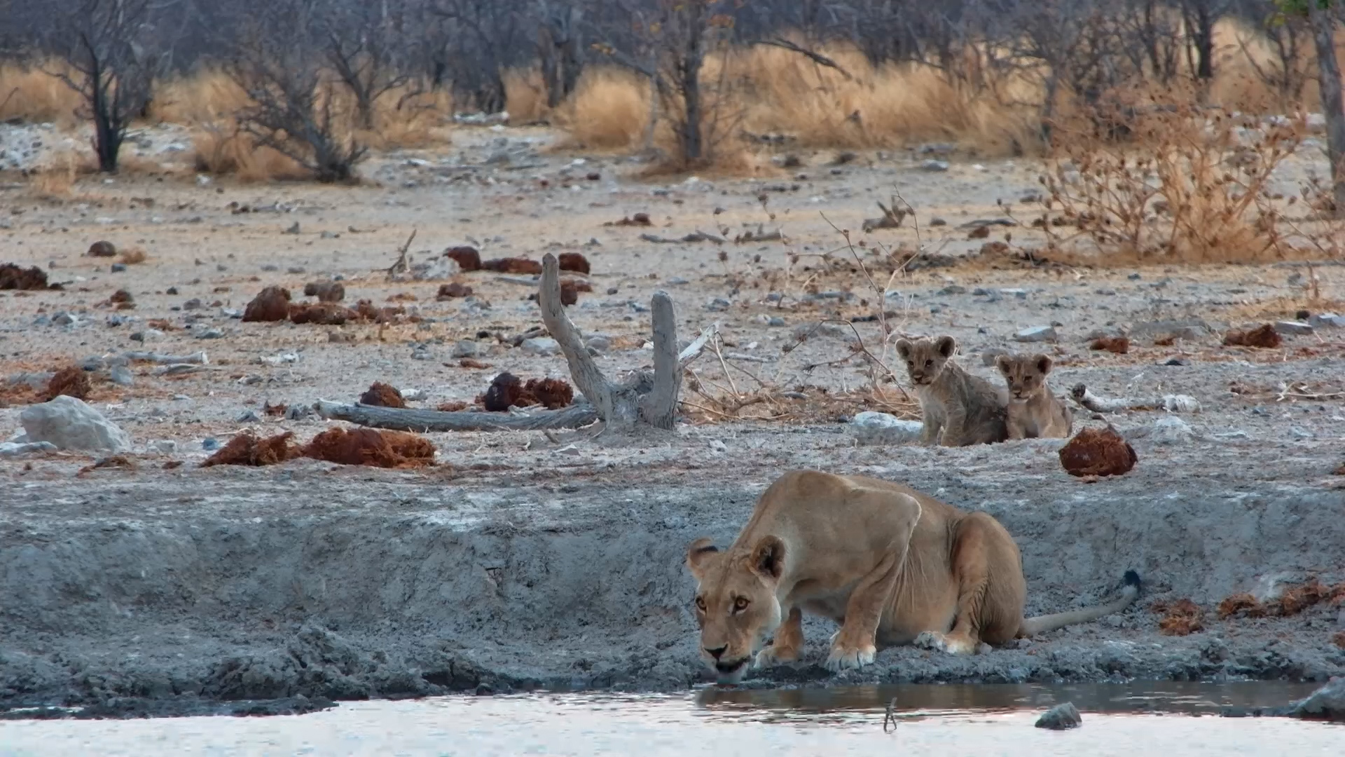 Lioness Brings Cubs to Drink… Male Lion Says No!