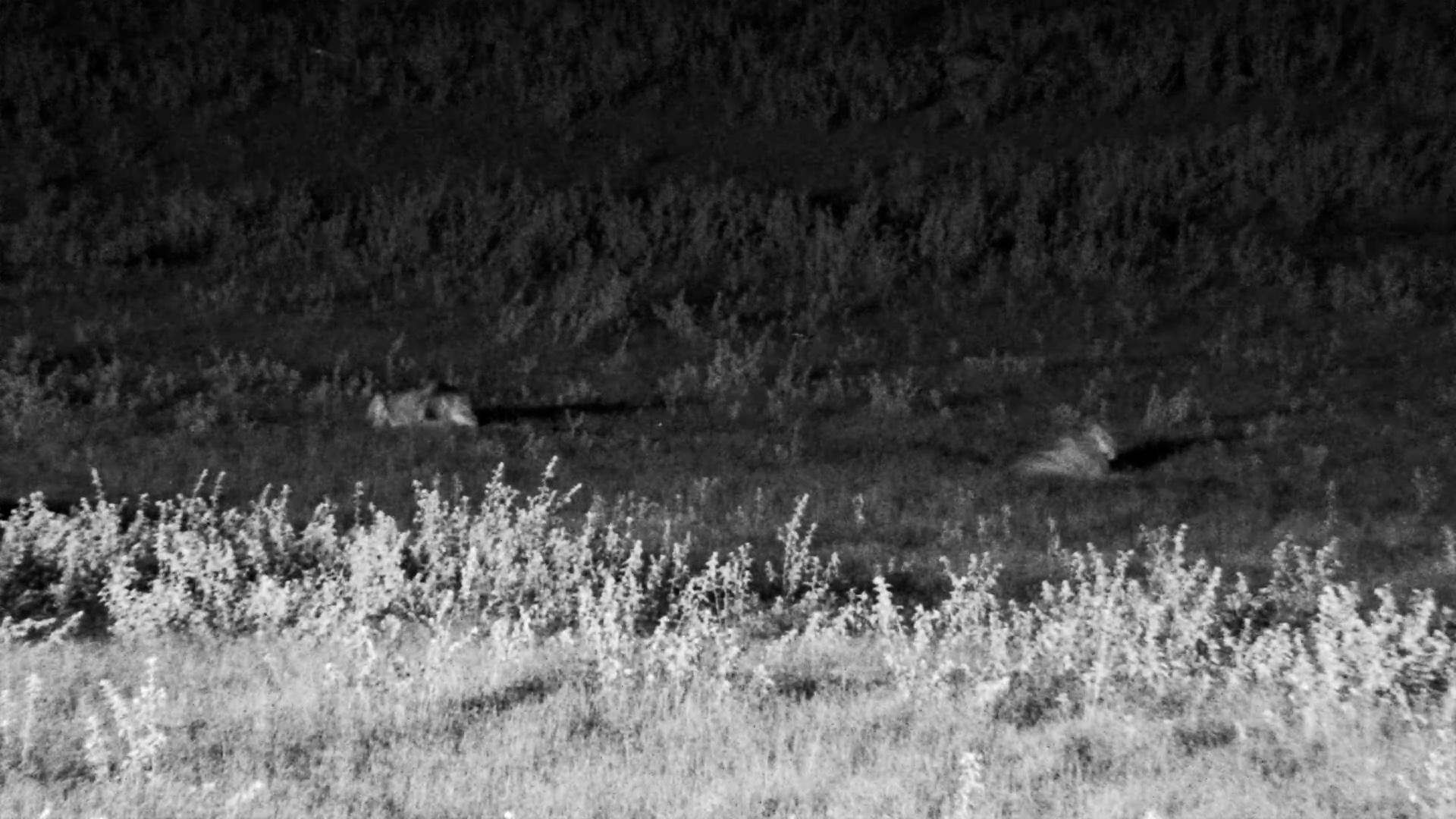 Male Lions At Hwange Safari Lodge