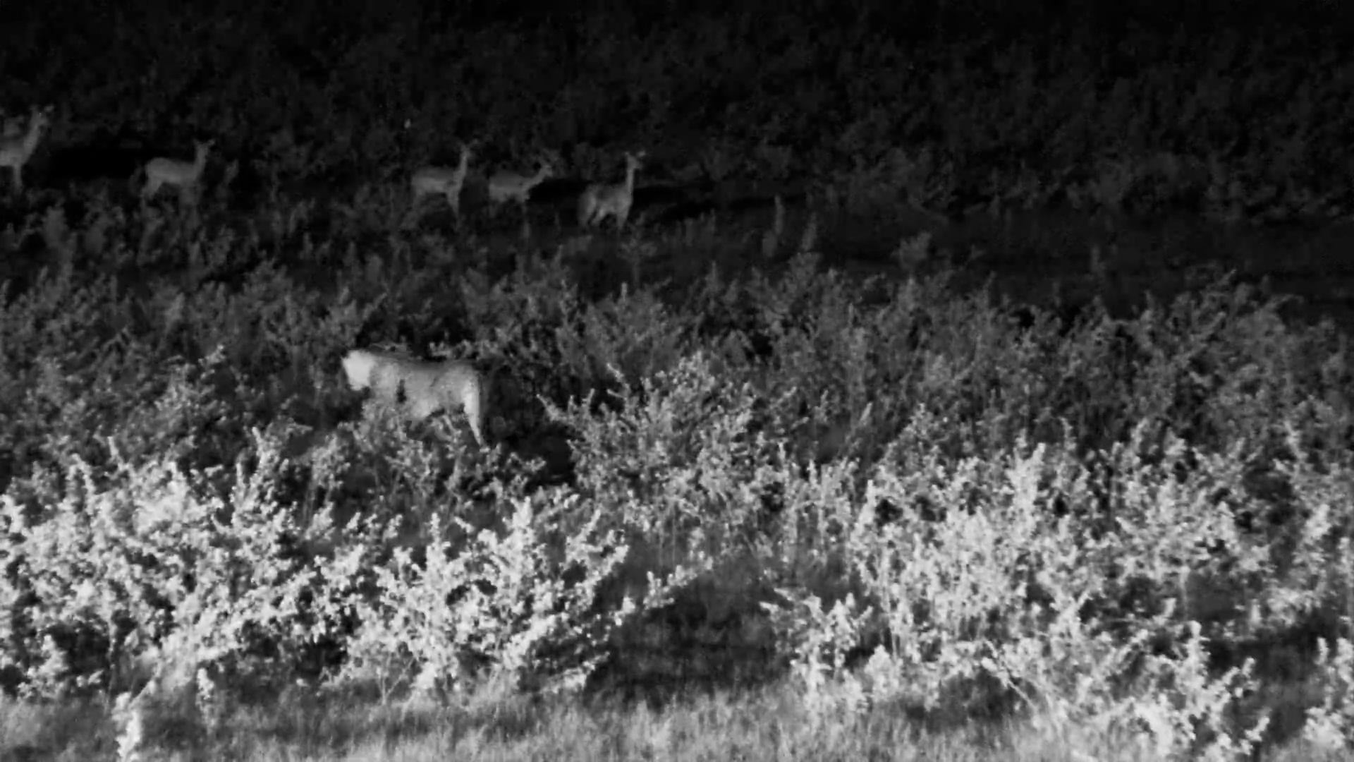 Lions Consider Impala for Dinner