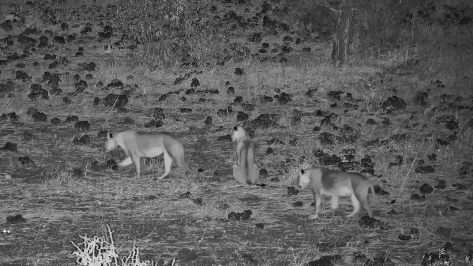 Striped Hyena Spots the Lions... and Keeps Its Distance!