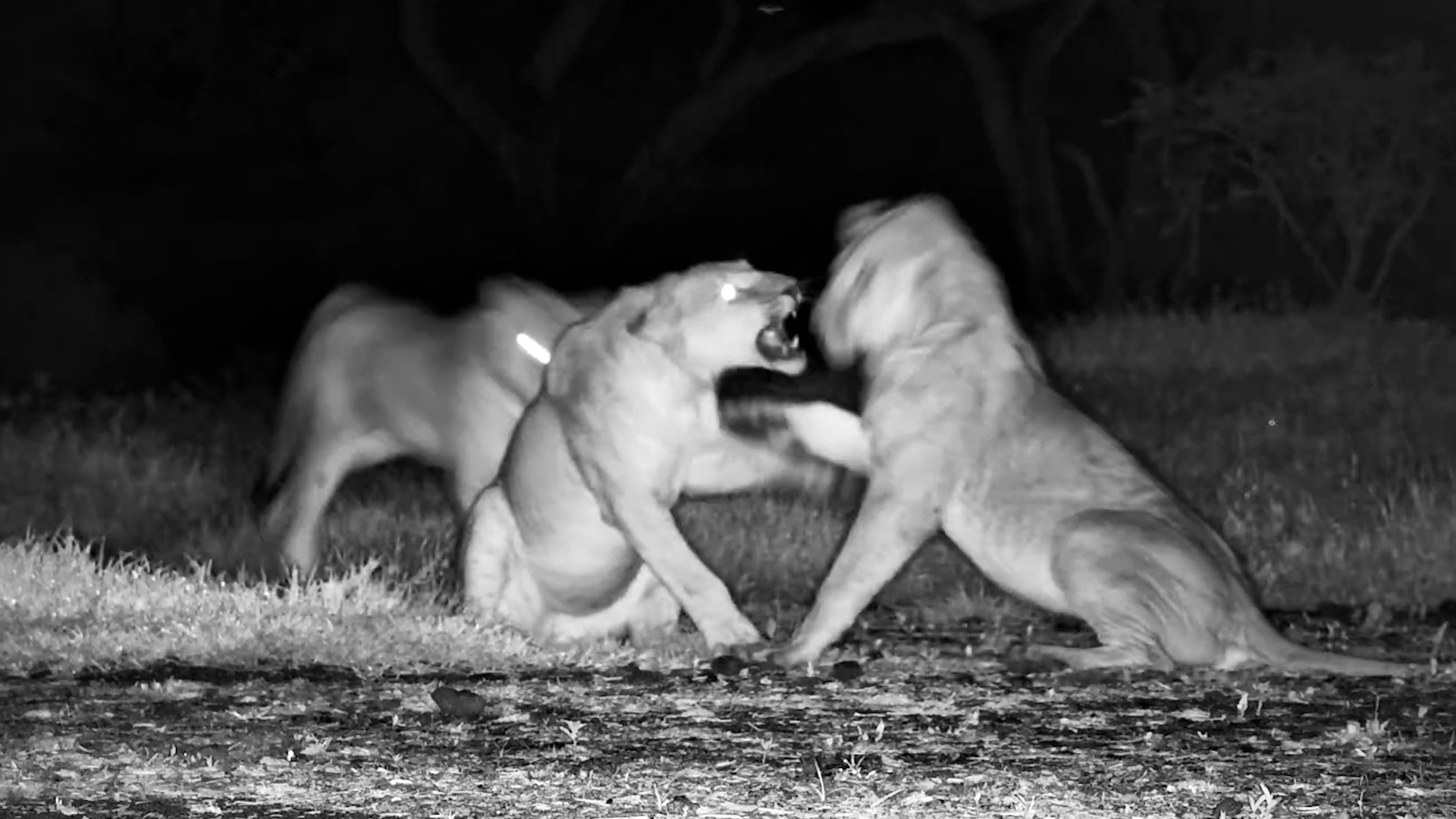 When Young Lions Get Playful…